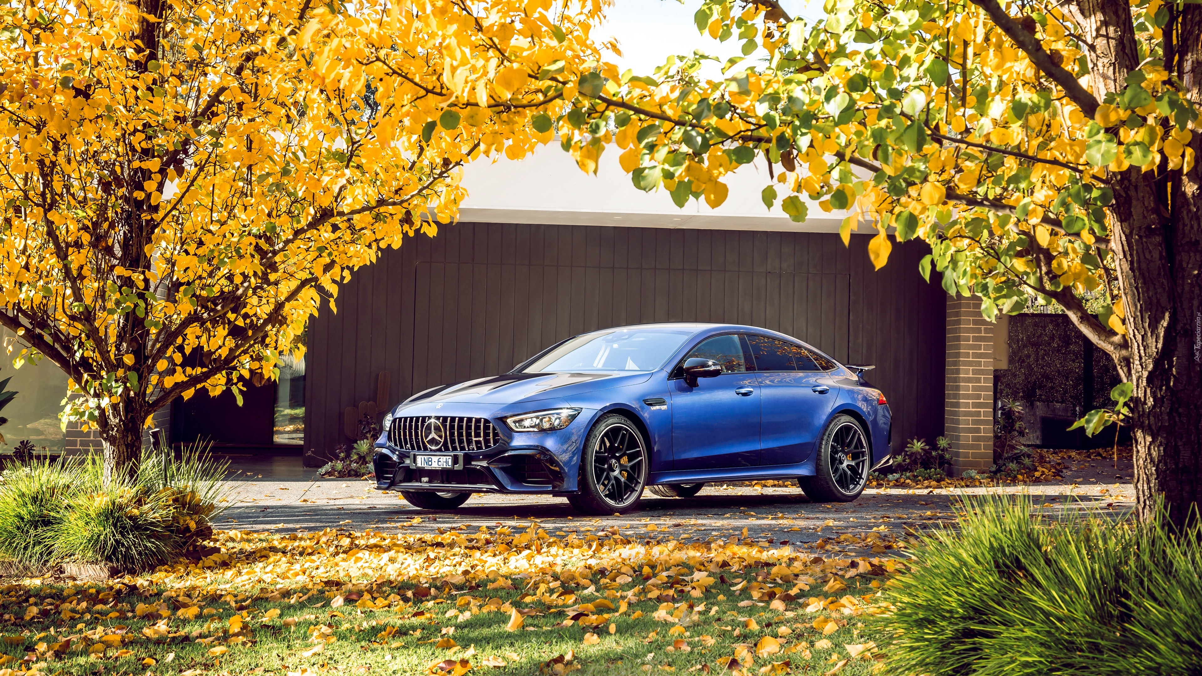 Niebieski, Mercedes-AMG GT 63 S, Drzewa