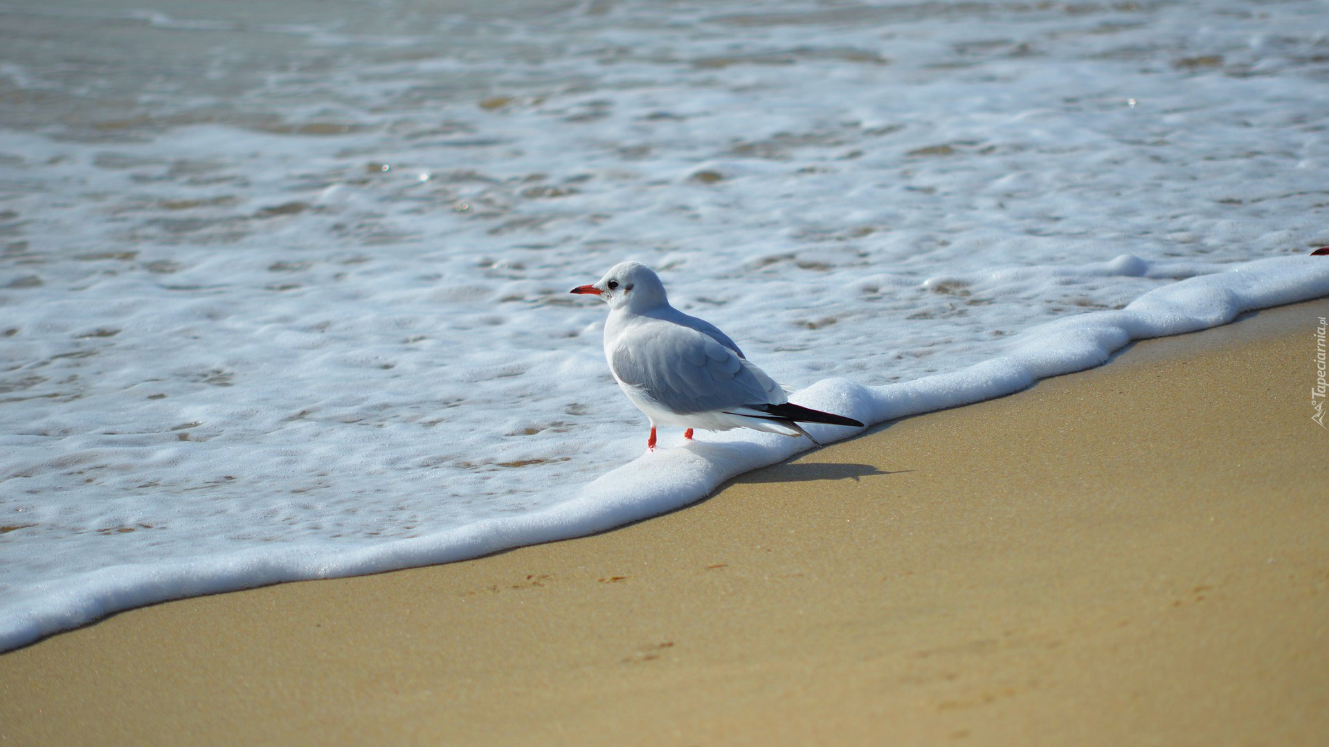 Mewa, Plaża, Fala, Morze