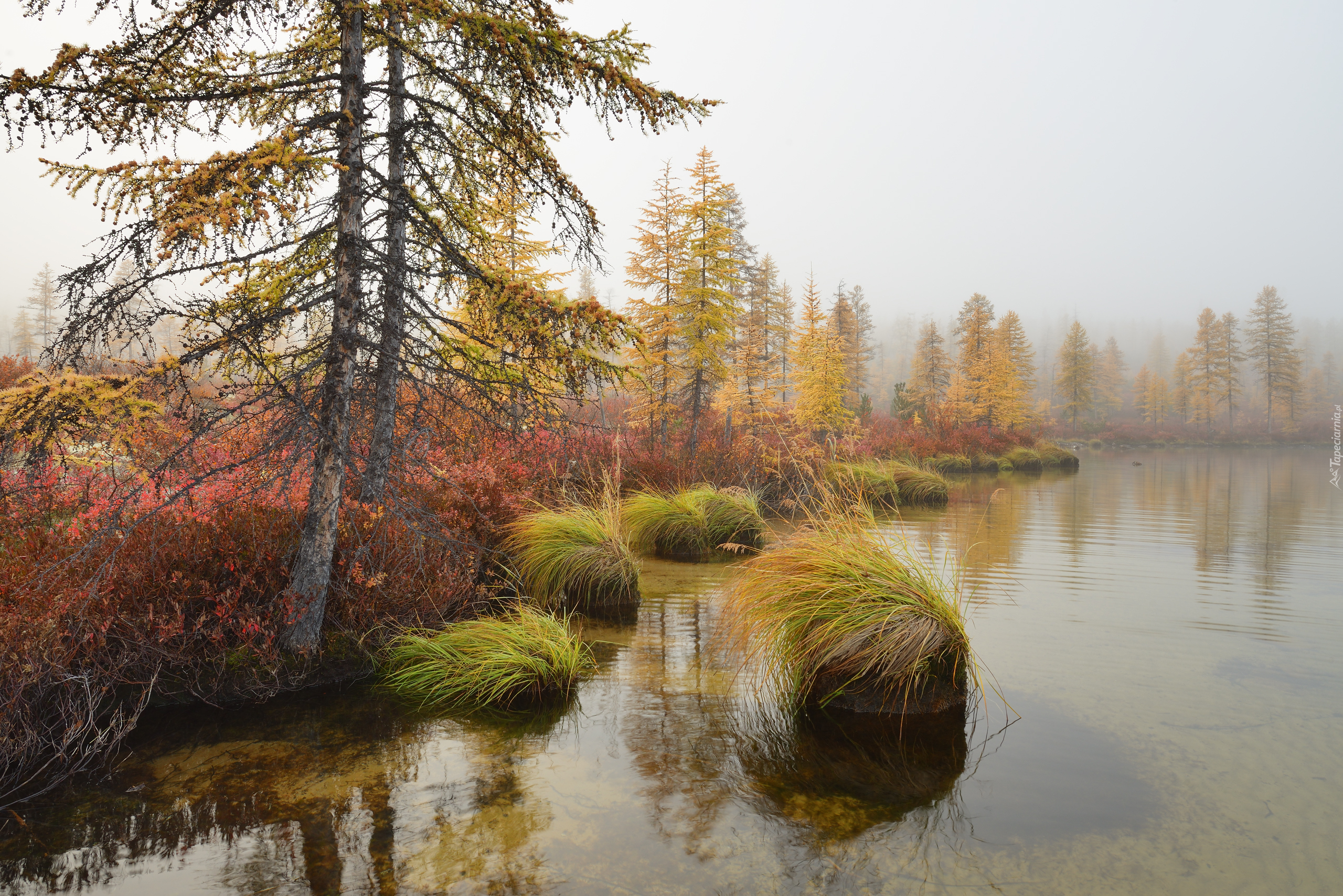 Jesień, Jezioro Jack London, Mgła, Drzewa, Krzewy, Trawa, Kołyma, Rosja