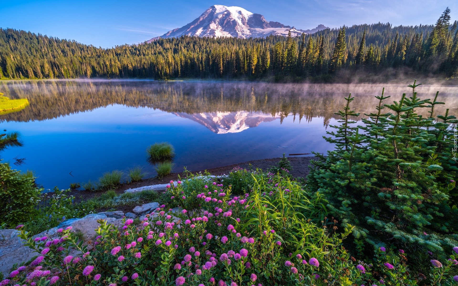 Stany Zjednoczone, Stan Waszyngton, Park Narodowy Mount Rainier, Stratowulkan, Góra, Drzewa, Kwiaty, Jezioro, Reflection Lake, Odbicie