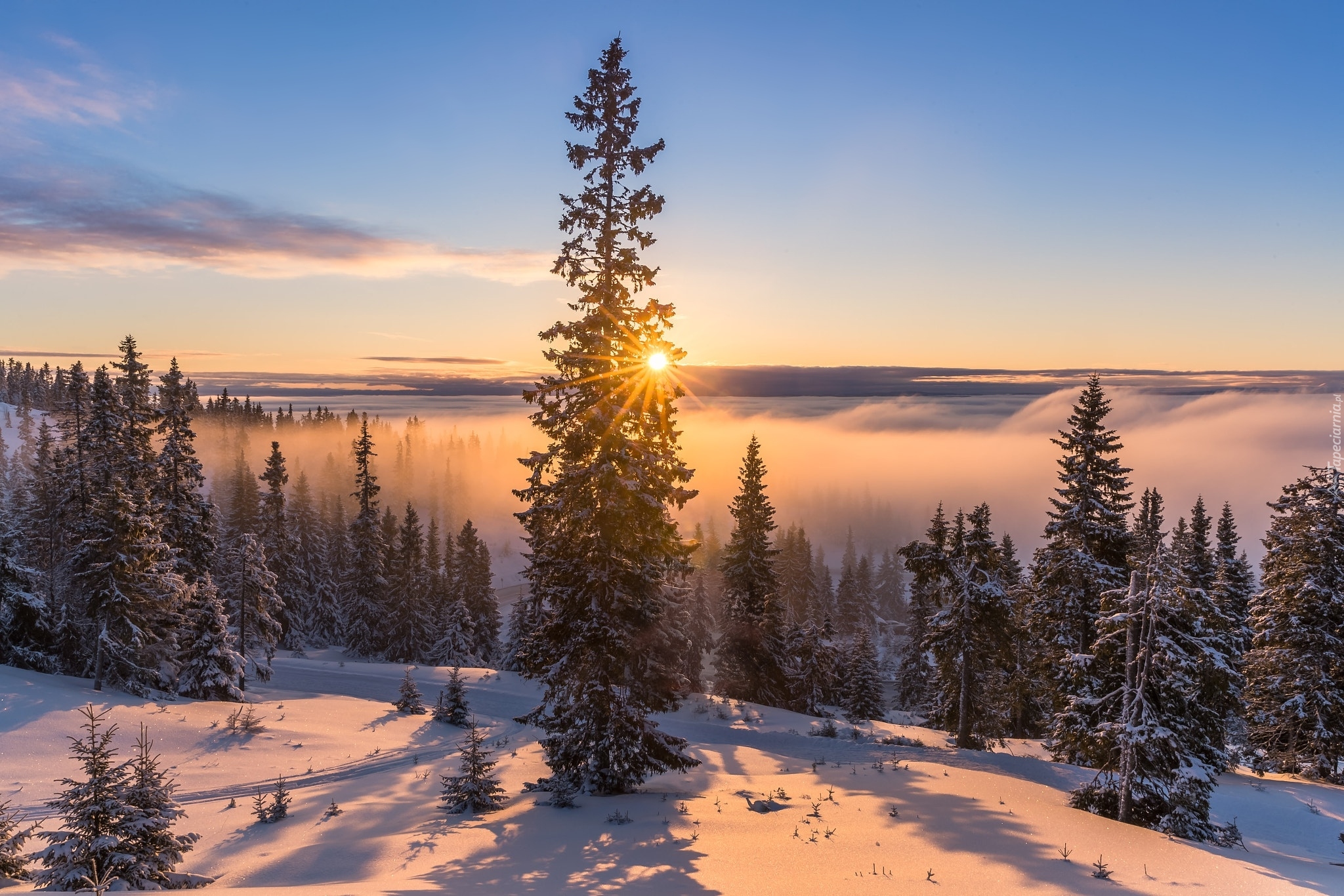 Zima, Drzewa, Las, Mgła, Promienie słońca