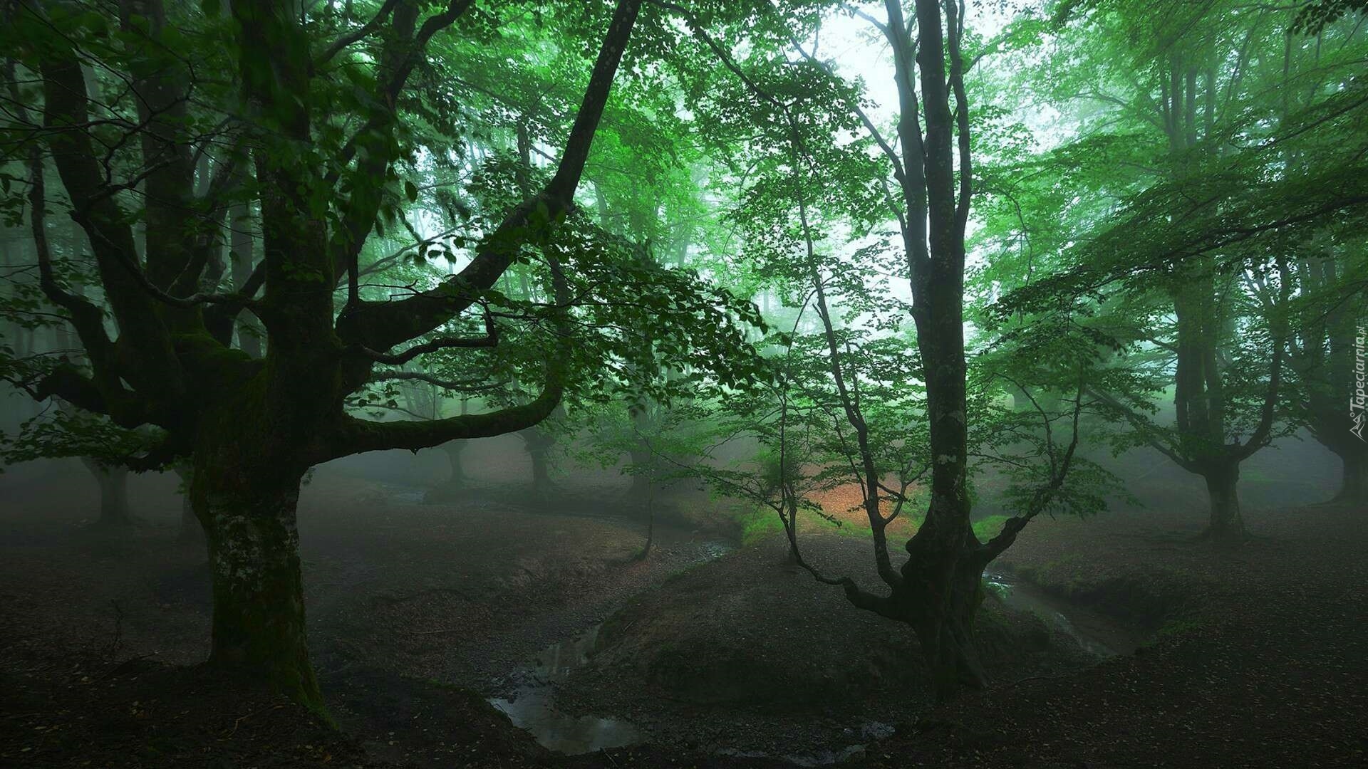 Hiszpania, Kraj Basków, Park Narodowy Gorbea, Las, Drzewa, Mgła