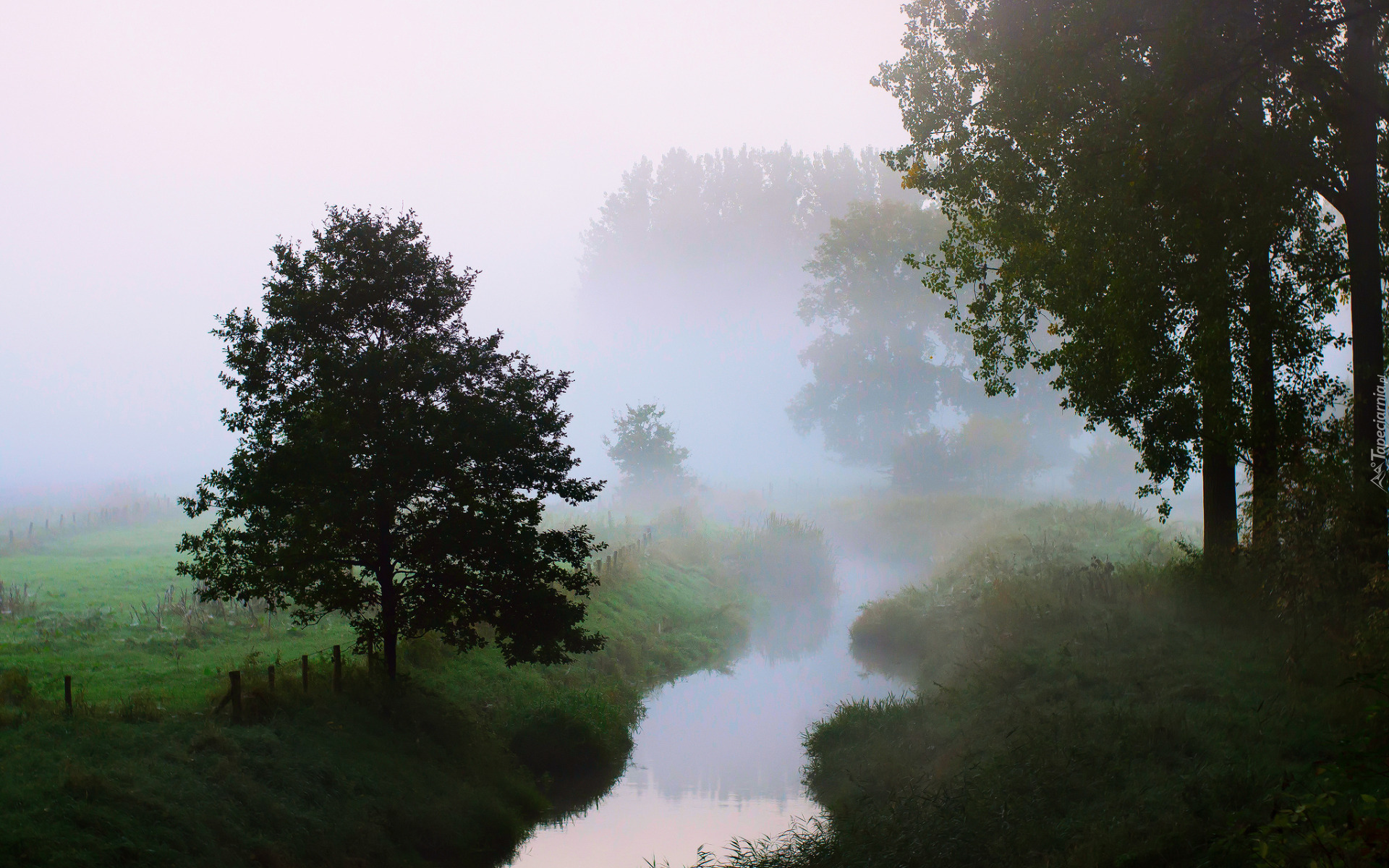 Drzewa, Rzeka, Trawa, Mgła, Poranek