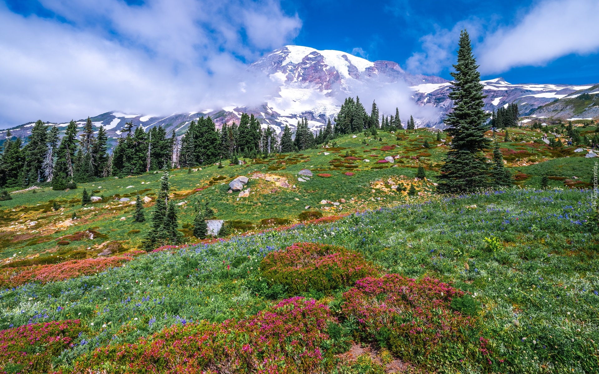 Park Narodowy Mount Rainier, Góry, Stratowulkan Mount Rainier, Drzewa, Łąka, Chmury, Stan Waszyngton, Stany Zjednoczone