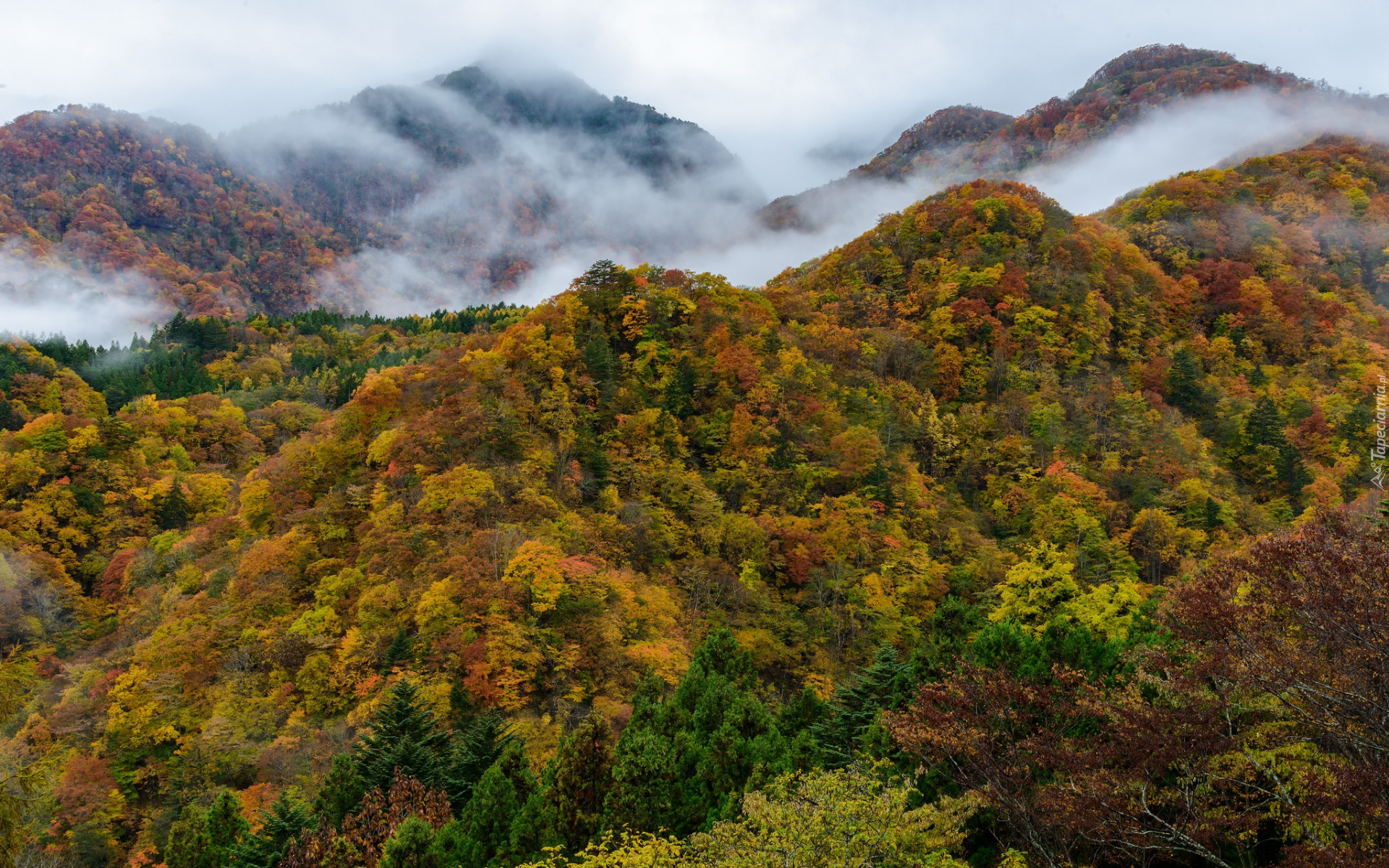 Jesień, Góry, Lasy, Kolorowe, Drzewa, Mgła