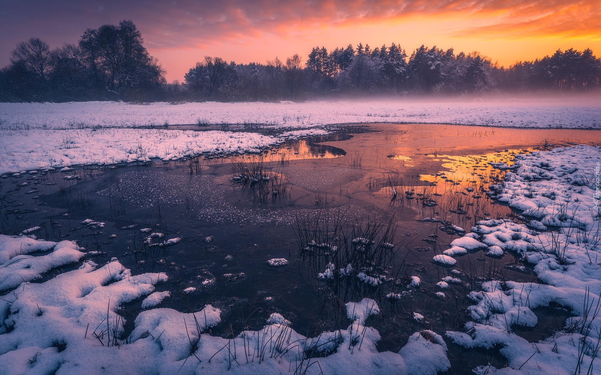 Zima, Jezioro, Lód, Śnieg, Mgła, Drzewa, Szuwary