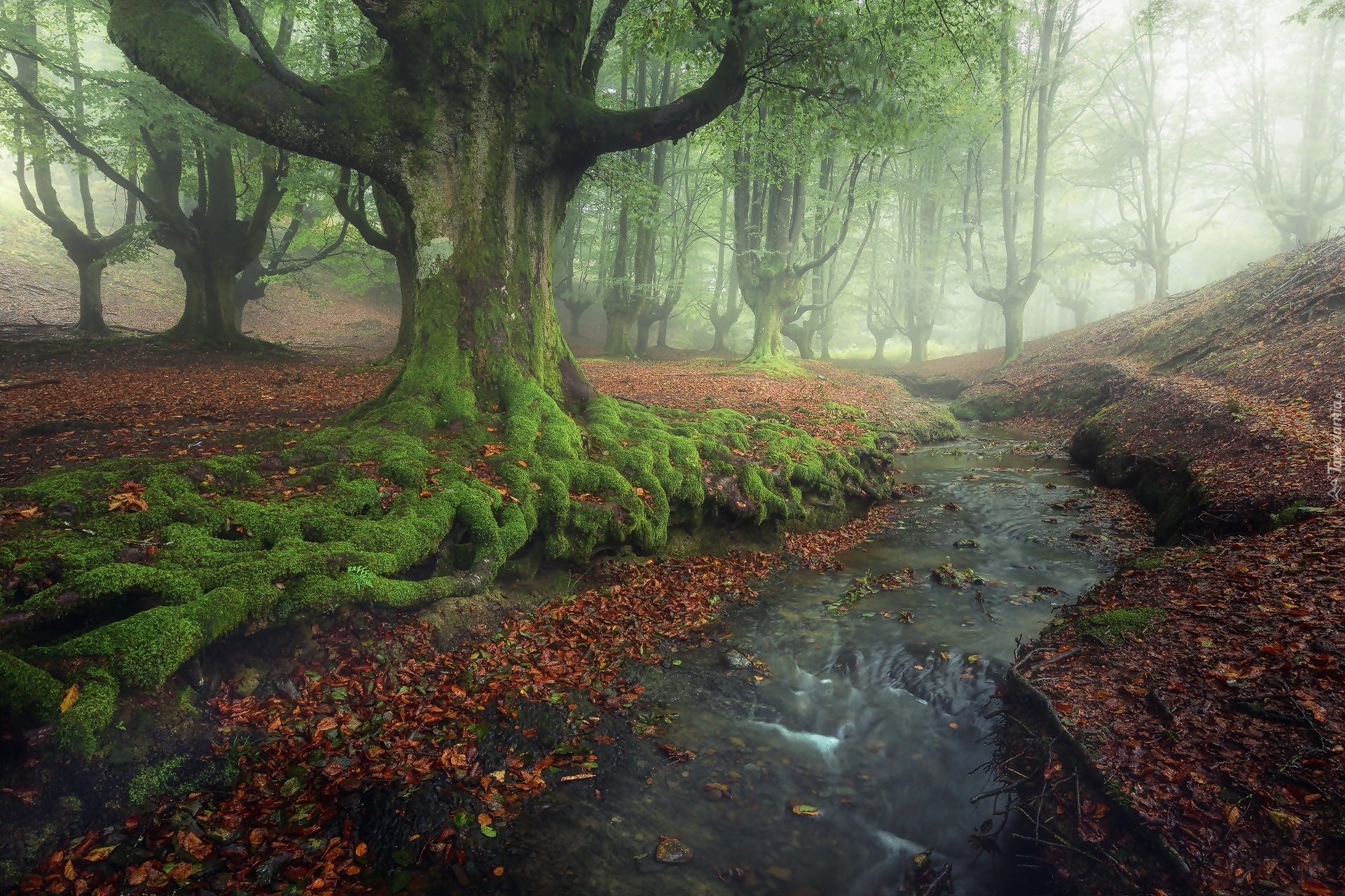 Hiszpania, Park Narodowy Gorbea, Las, Mgła, Potok, Drzewa