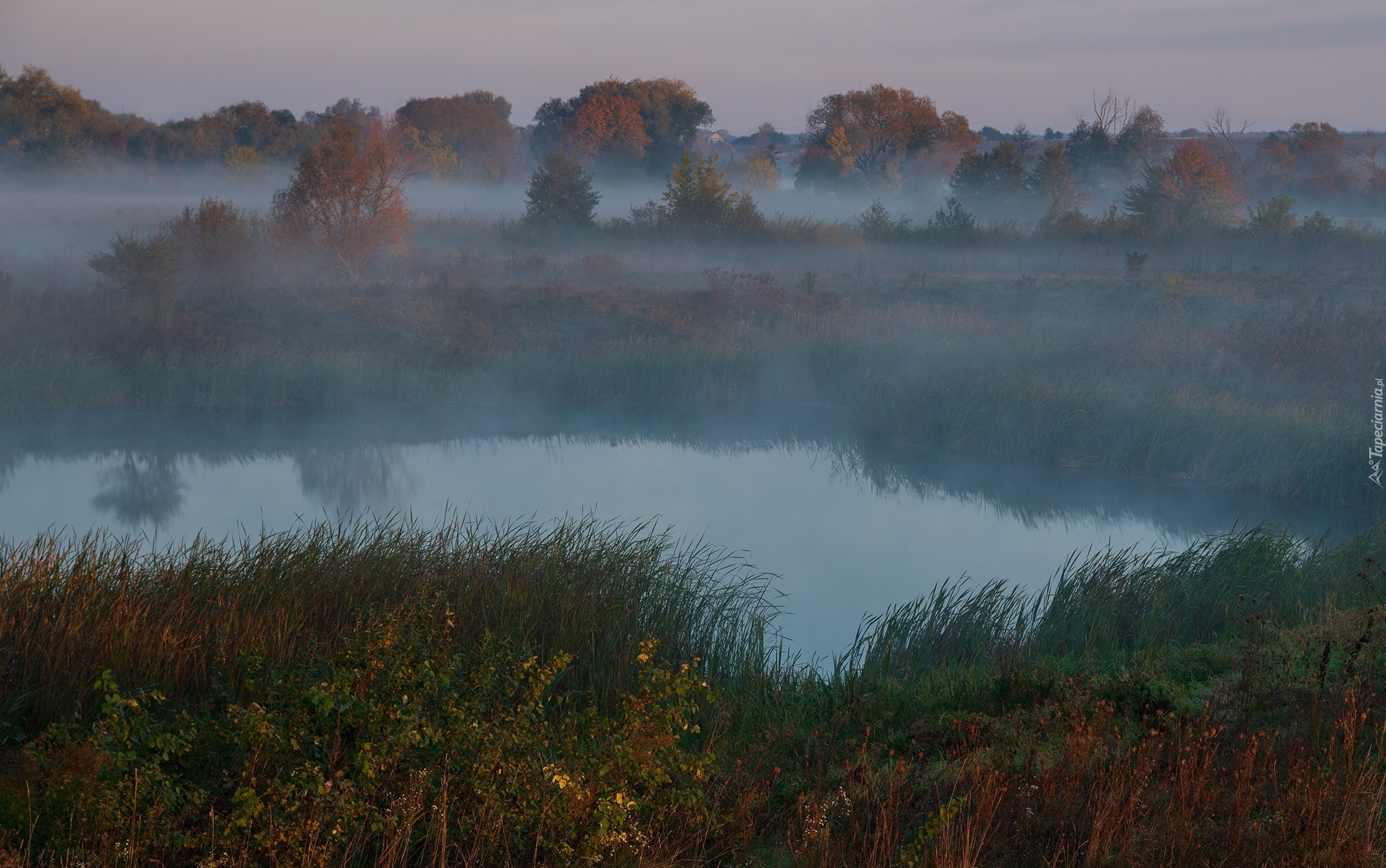 Rzeka, Jesień, Mgła, Drzewa, Trawa, Rośliny