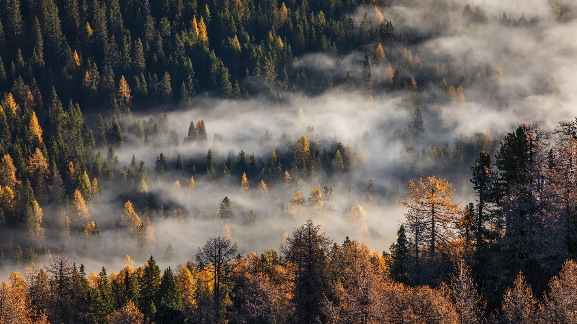 Las, Pożółkłe, Drzewa, Mgła