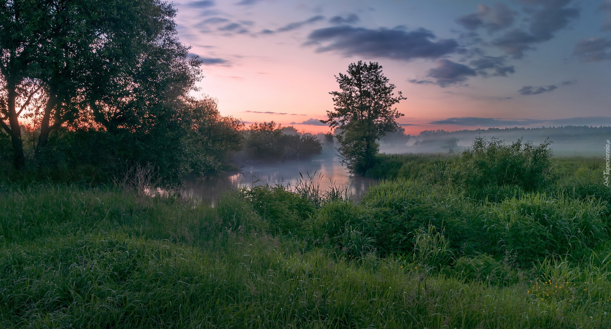 Świt, Mgła, Jezioro, Zarośla, Drzewa