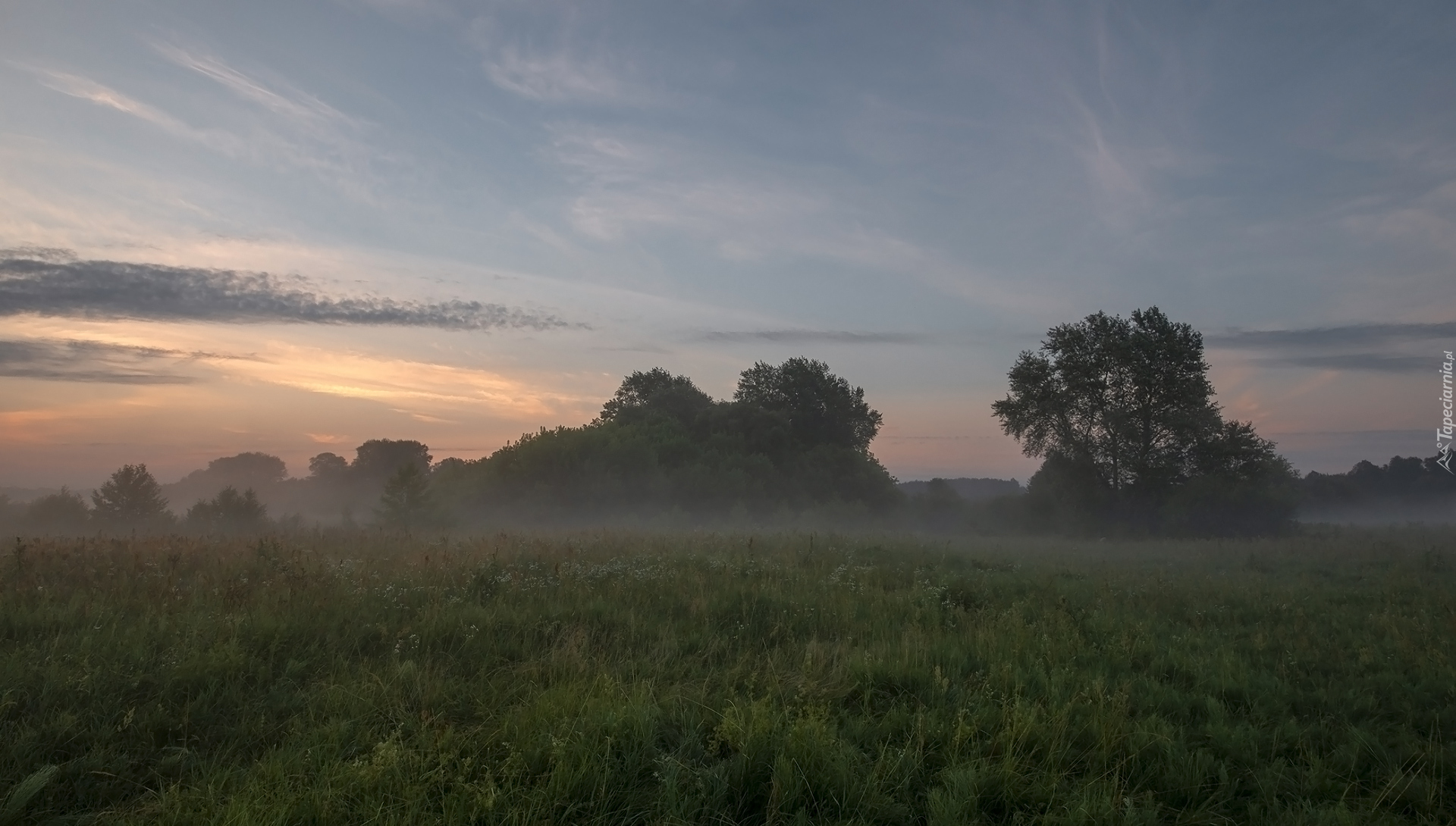 Łąka, Trawa, Drzewa, Mgła