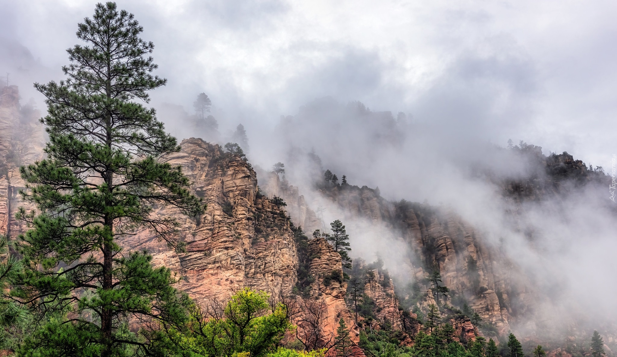 Góry, Mgła, Drzewa, Sosny, Oak Creek Canyon, Arizona, Stany Zjednoczone