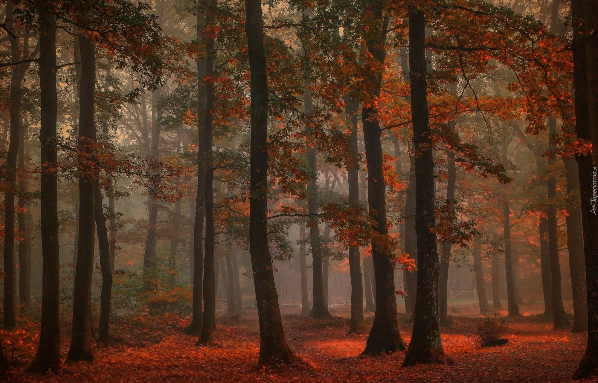Jesień, Mgła, Las liściasty, Drzewa