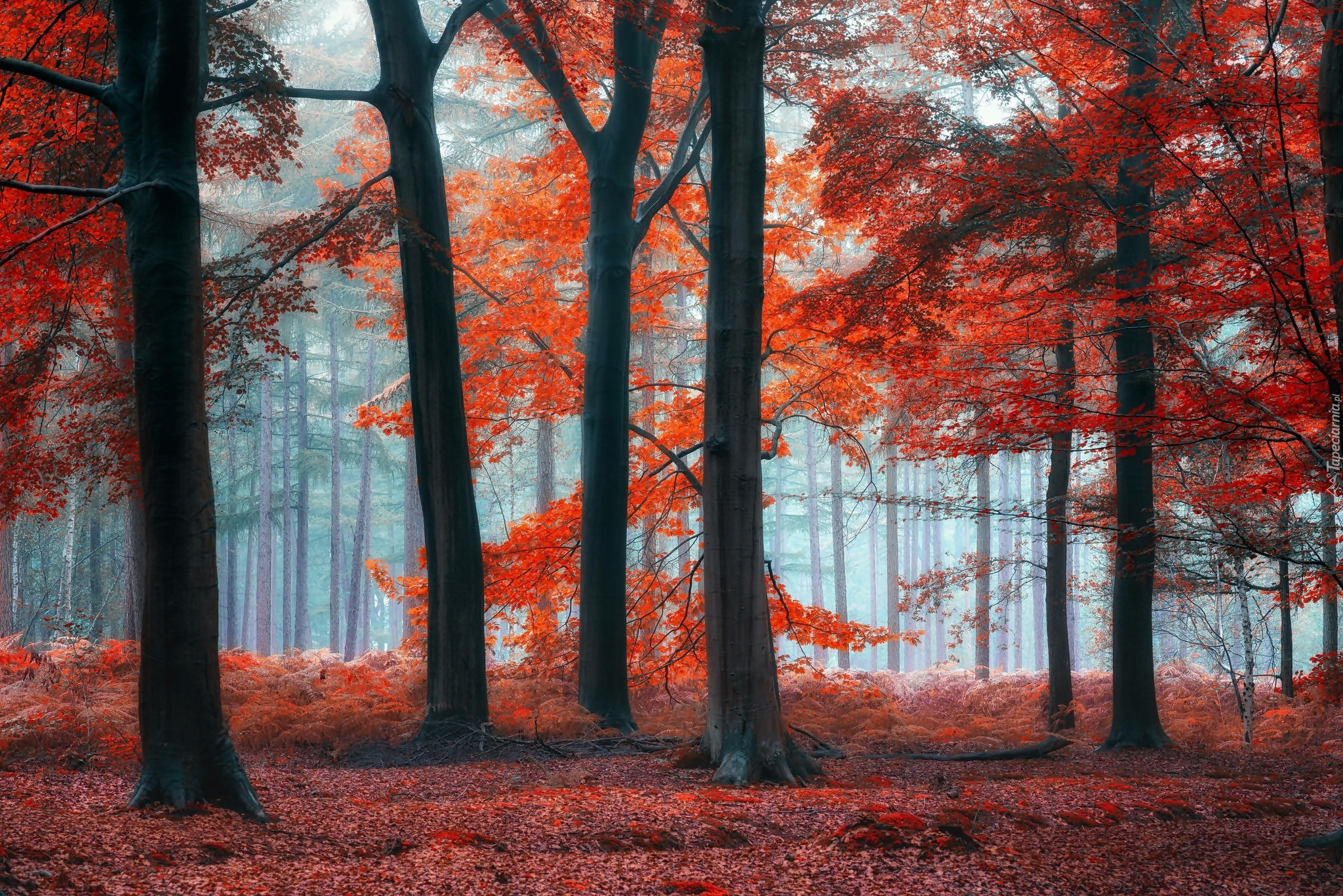 Las, Drzewa, Czerwone, Liście, Mgła