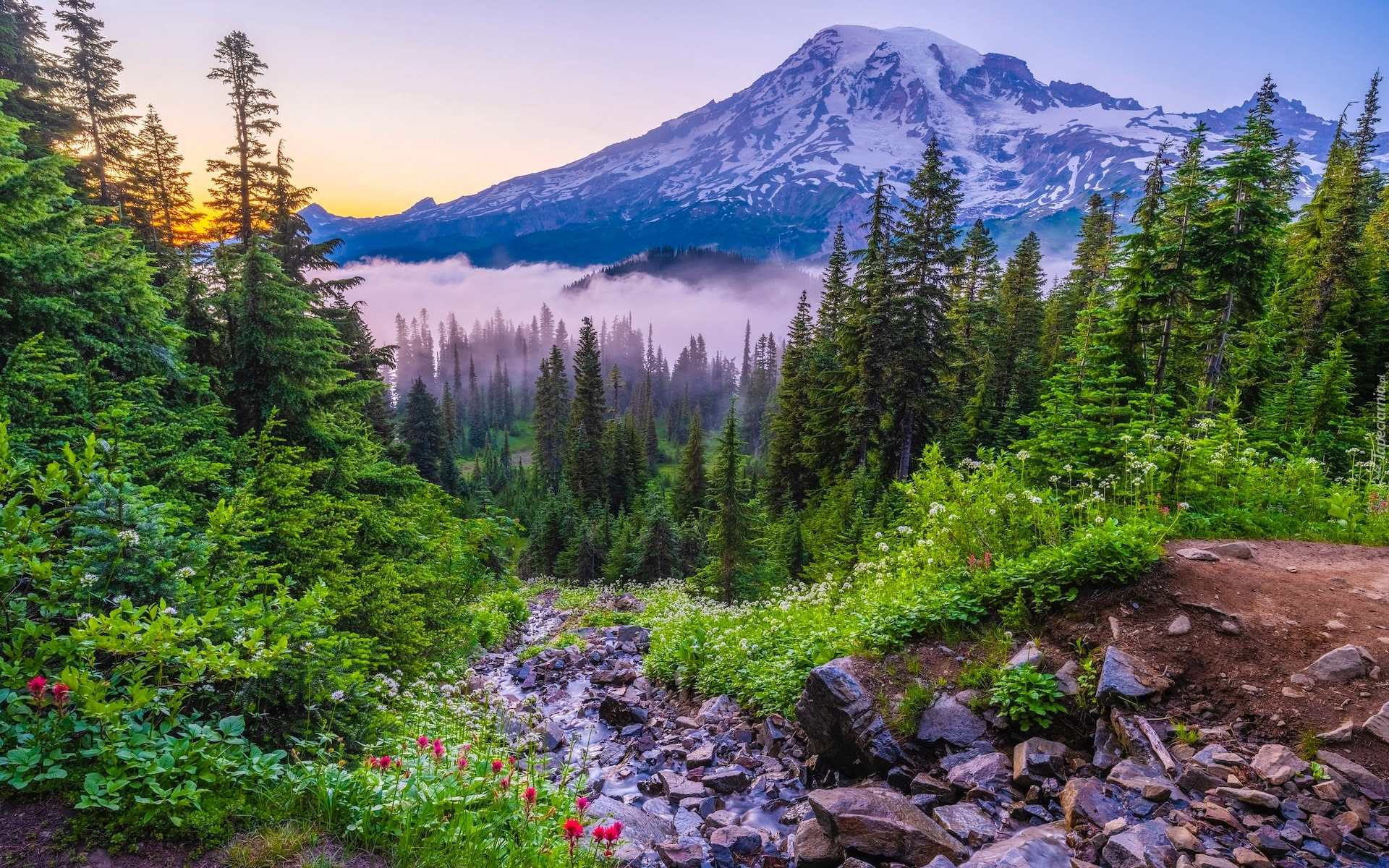 Mg a Za Drzewami I G ra Mount Rainier W Parku Narodowym Mount Rainier