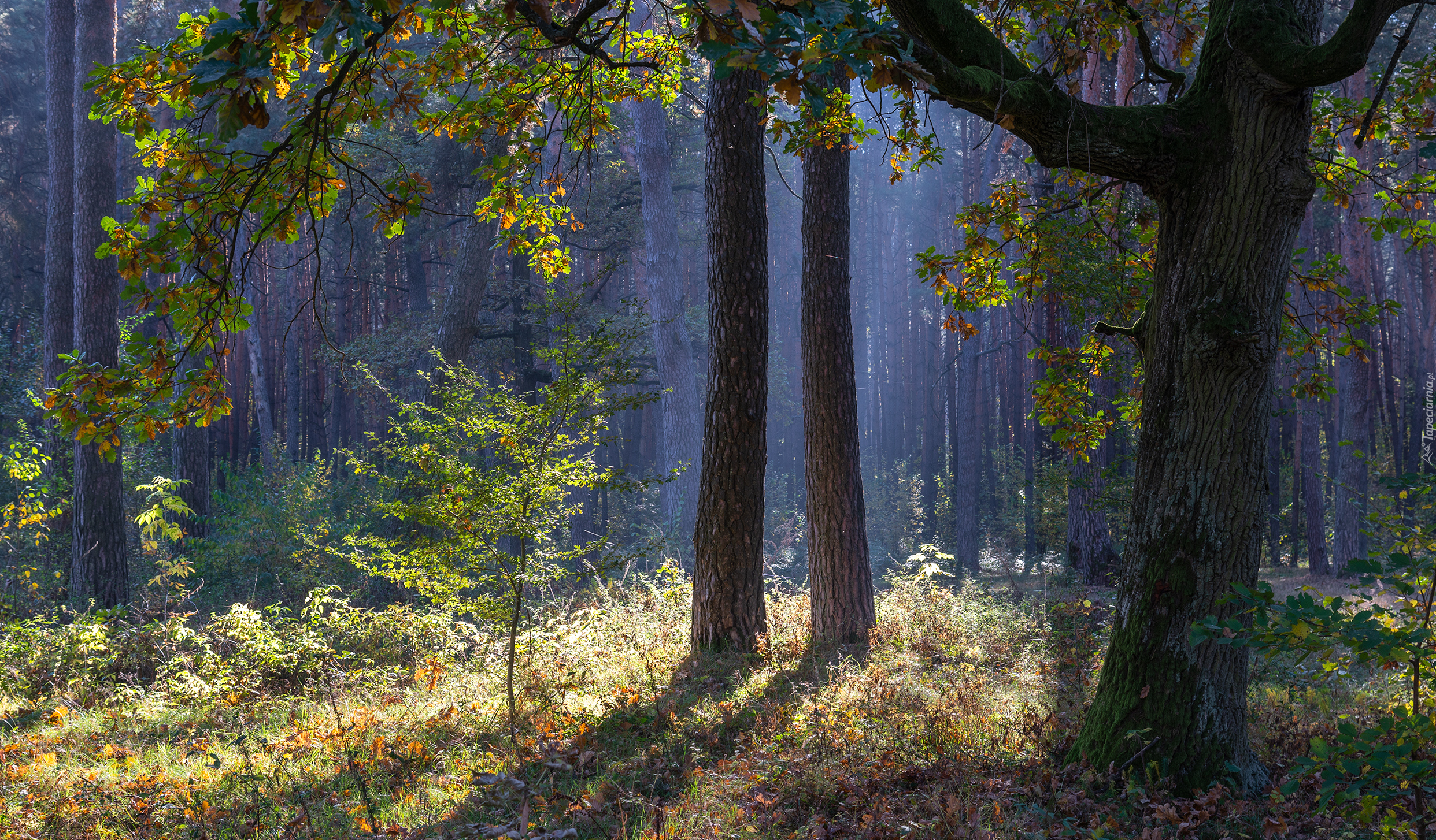 Las, Drzewa, Jesień, Mgła, Liście