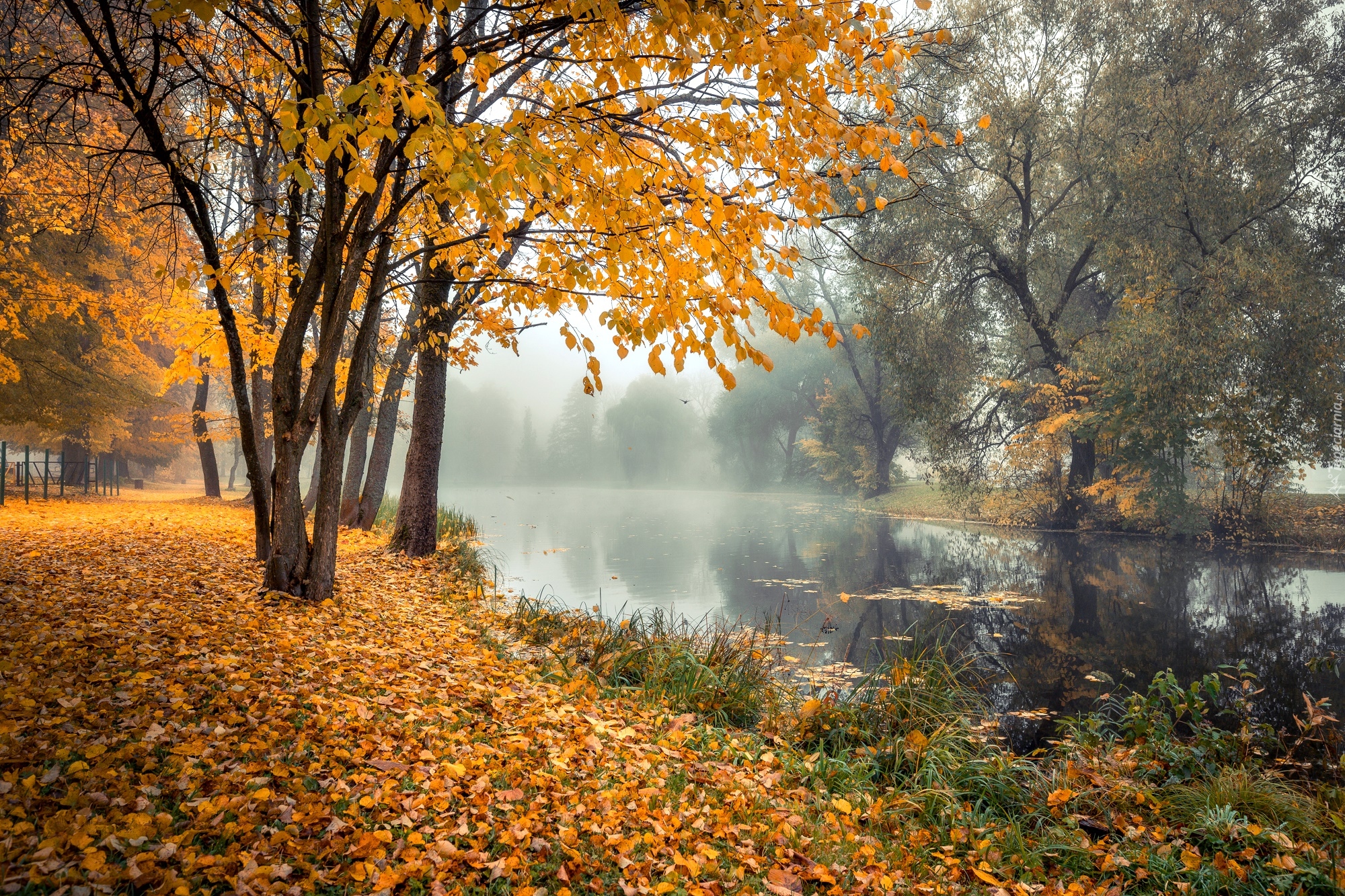 Rzeka, Drzewa, Poranek, Mgła, Jesień