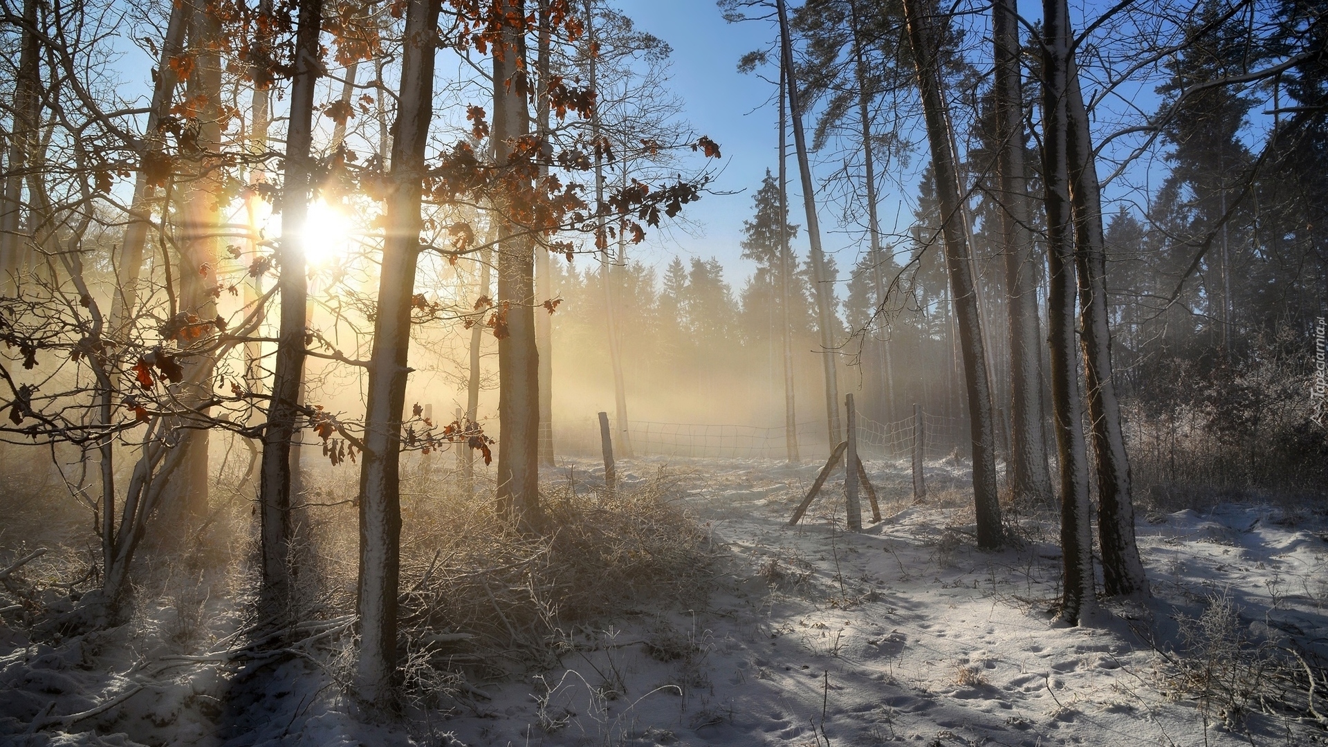 Las, Drzewa, Wschód słońca, Mgła, Śnieg