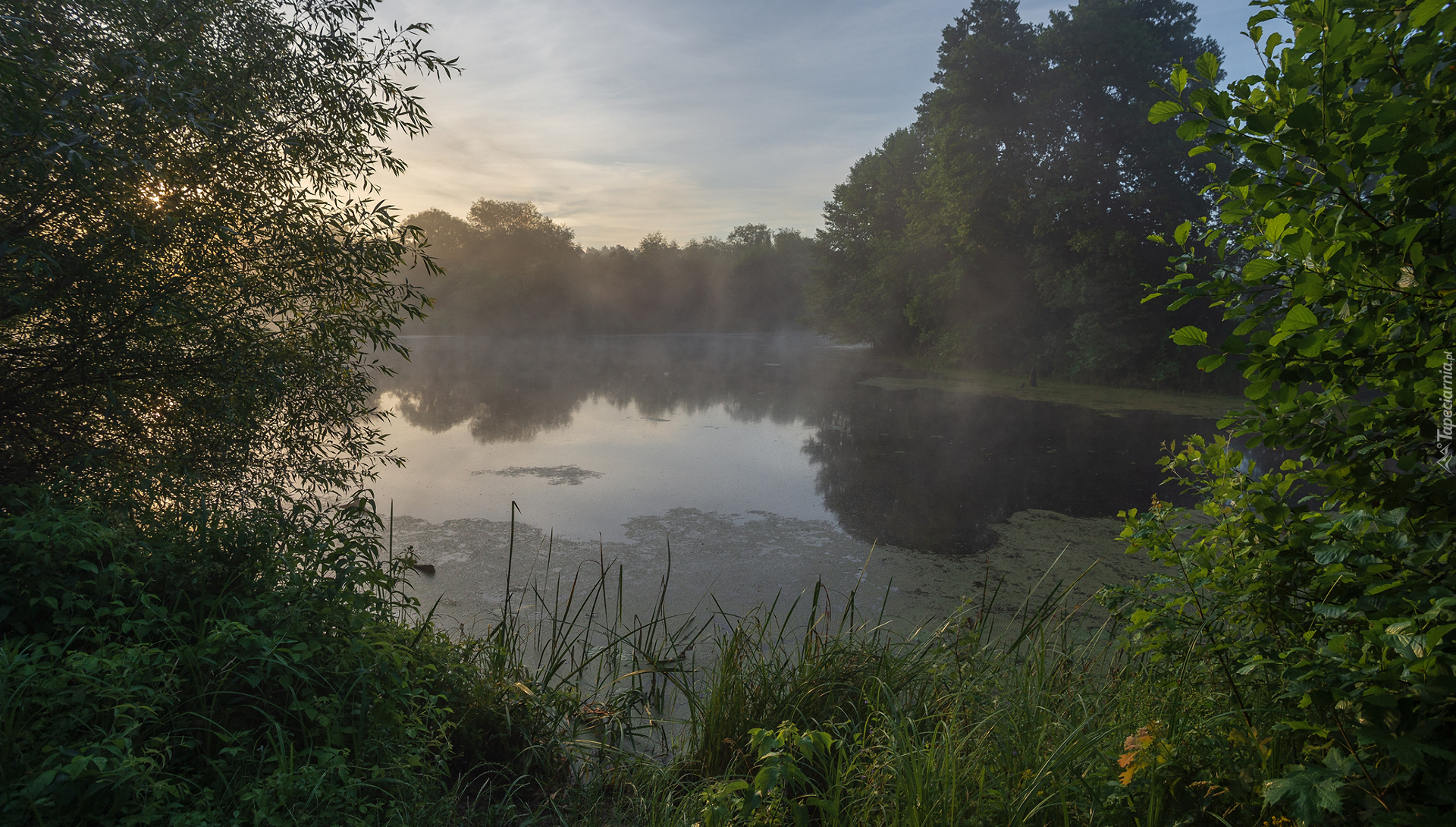 Mgła, Jezioro, Drzewa, Rośliny