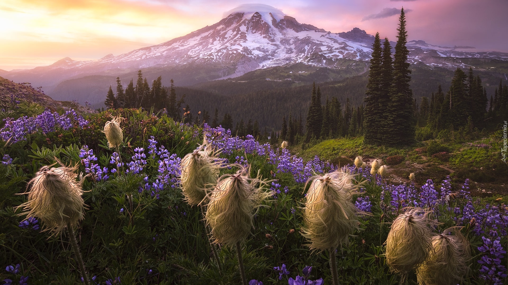 Park Narodowy Mount Rainier, Góry, Stratowulkan Mount Rainier, Drzewa, Łubin, Miądrzyga, Łąka, Stan Waszyngton, Stany Zjednoczone