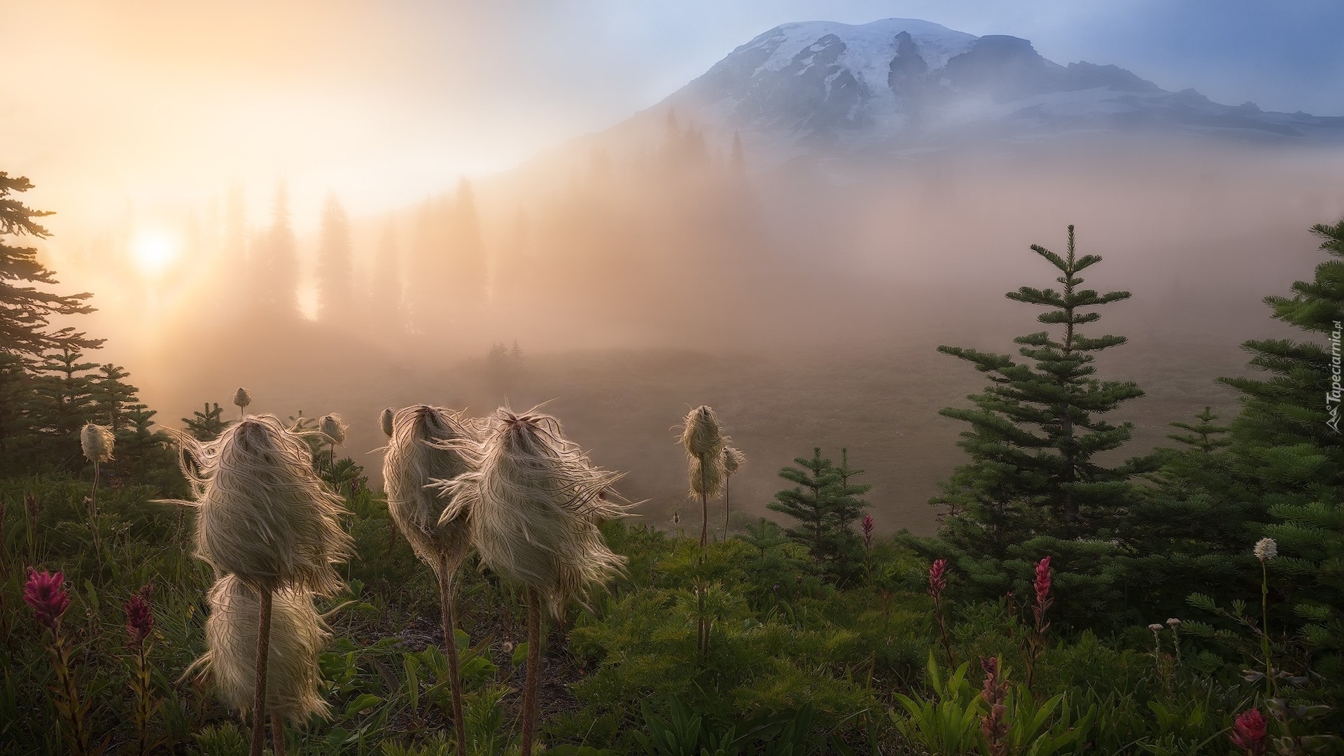 Park Narodowy Mount Rainier, Rośliny, Miądrzyga, Góra, Stratowulkan Mount Rainier, Drzewa, Przebijające światło, Mgła, Stan Waszyngton, Stany Zjednoczone