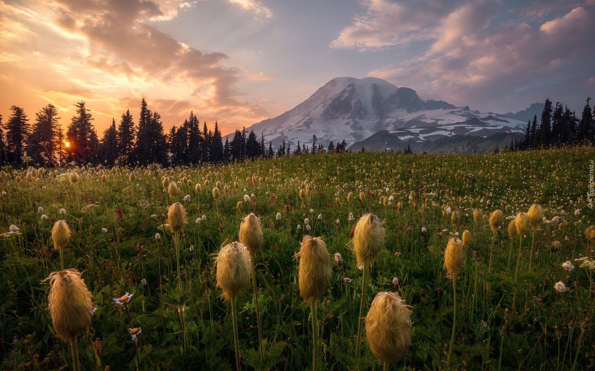 Stany, Zjednoczone, Park Narodowy Mount Rainier, Stratowulkan Mount Rainier, Łąka, Kwiaty, Miądrzyga, Wschód słońca, Drzewa, Góry