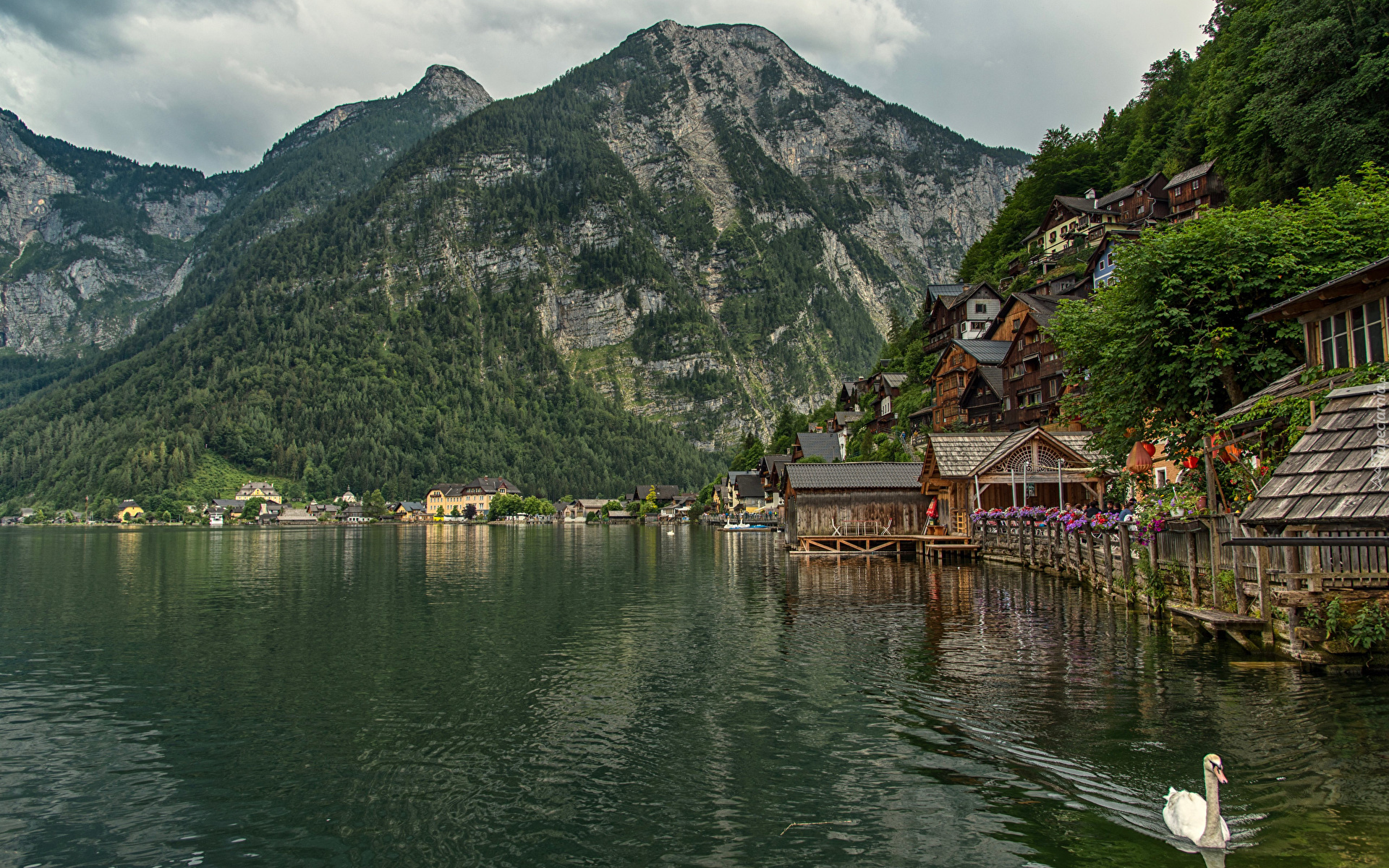 Austria, Miasteczko, Hallstatt, Góry, Alpy Salzburskie, Jezioro Hallstattersee, Domy, Łabędź