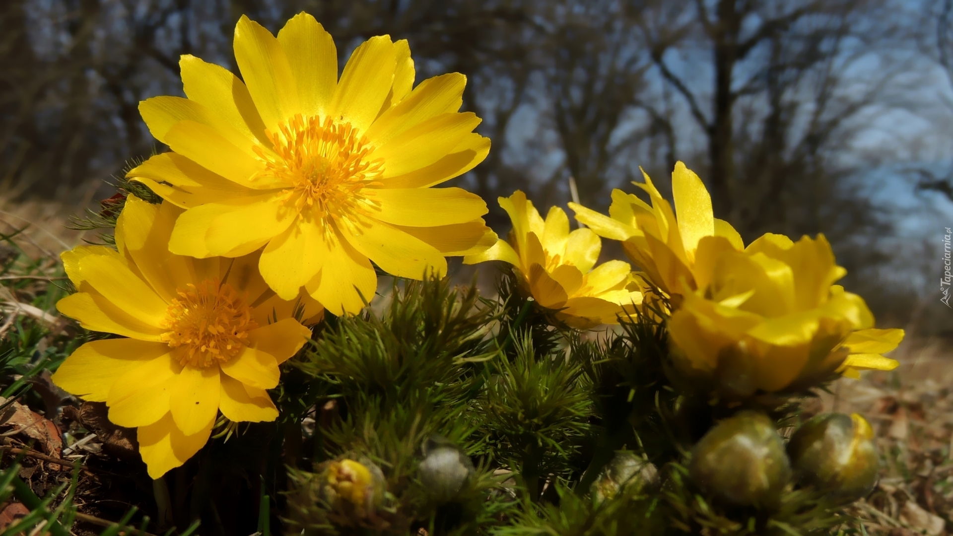 Miłek wiosenny, Żółte, Kwiaty, Zbliżenie