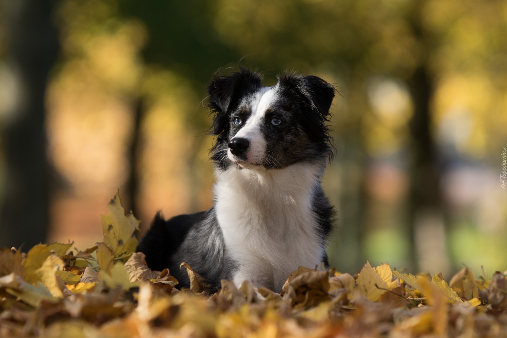 Owczarek australijski-australian shepherd, Liście