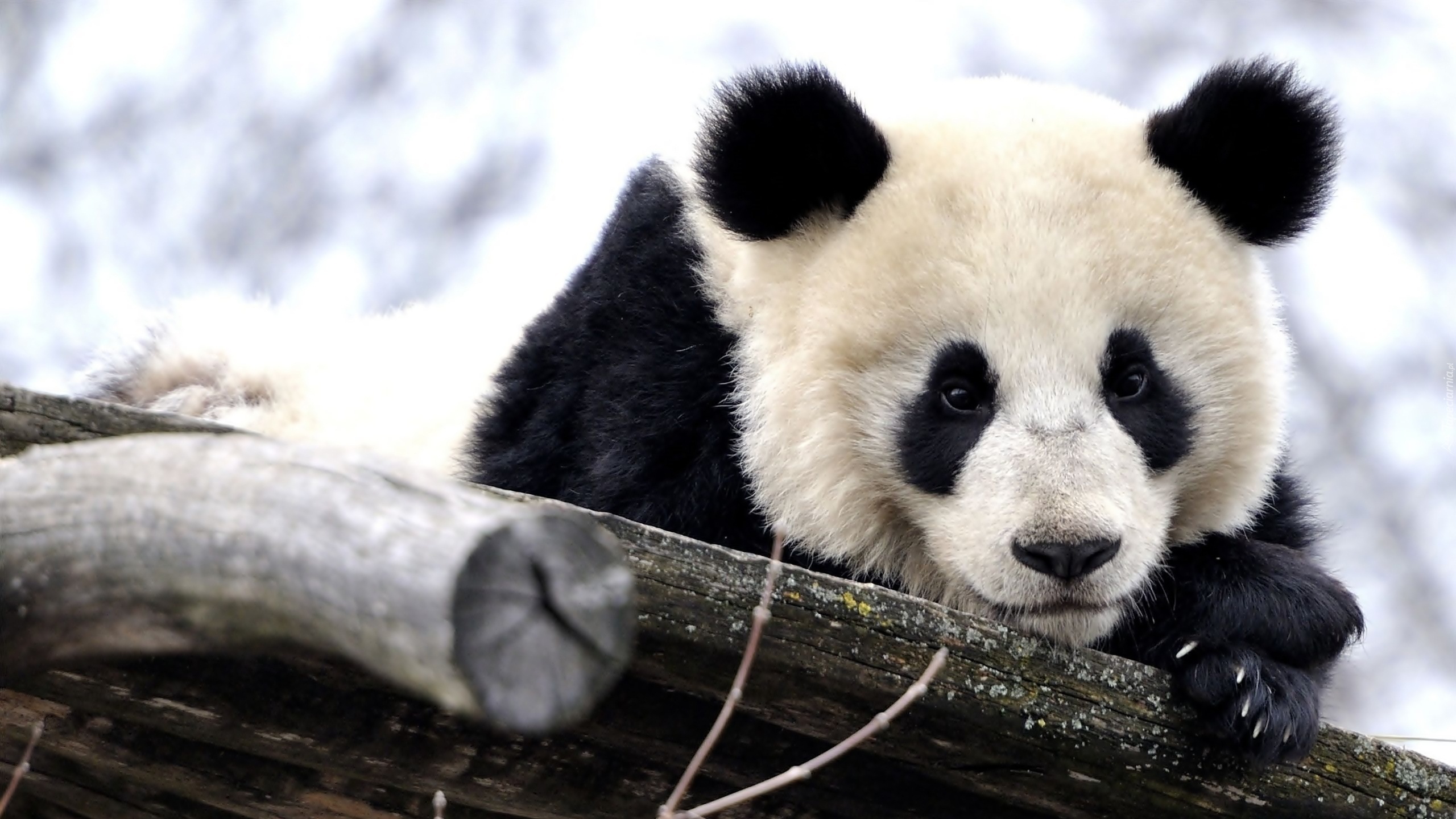 Panda wielka, Drzewo