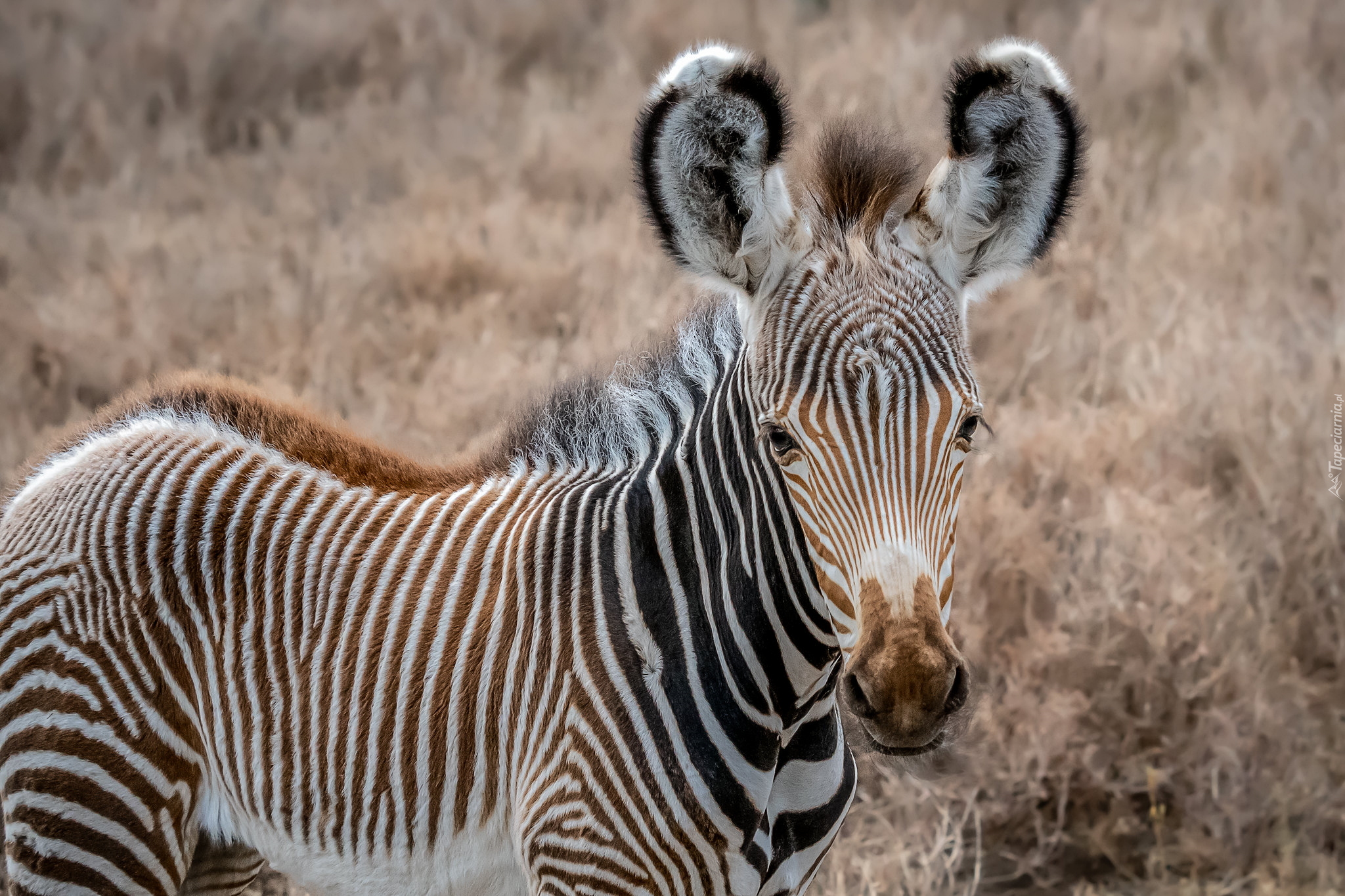 Młoda, Zebra