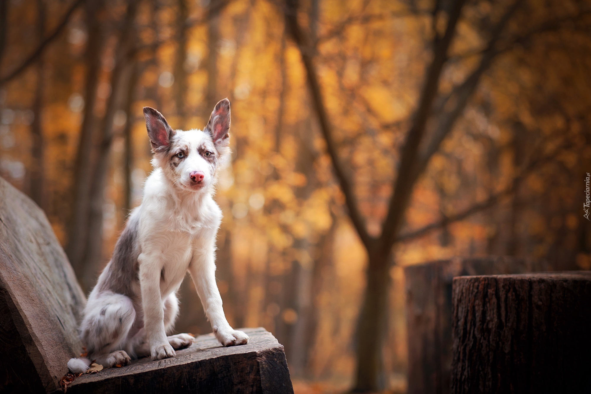 Młody, Border collie, Ławka