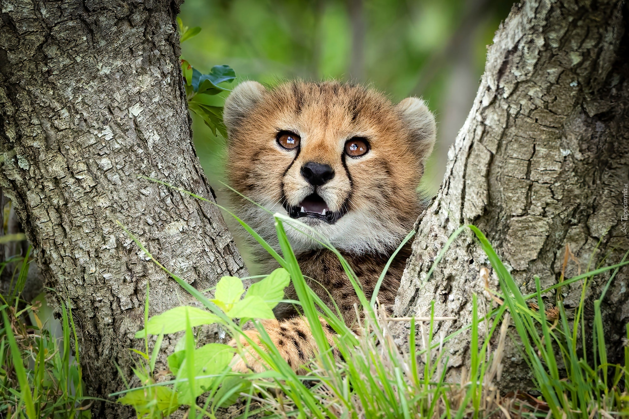 Młody, Gepard, Drzewa, Pnie