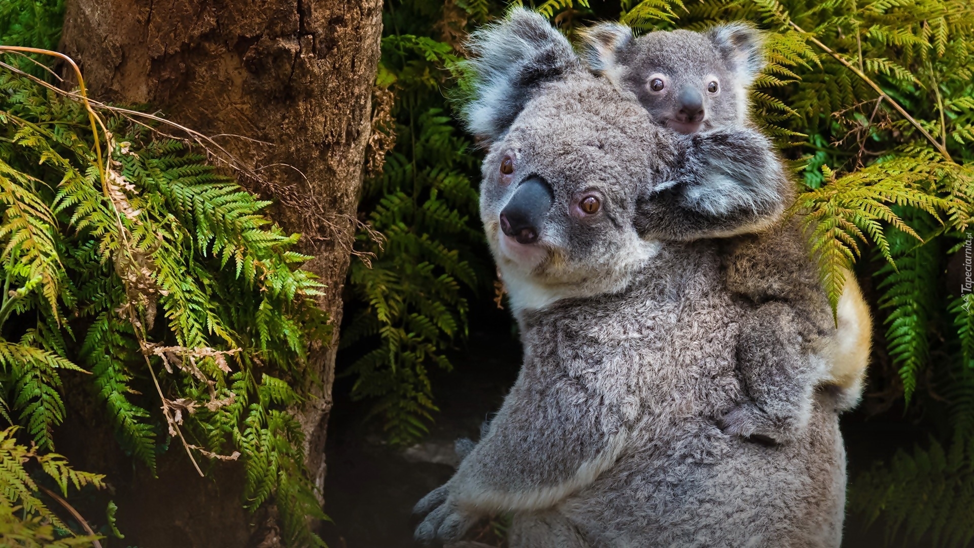 Koala, Matka, Młody, Drzewa, Paprocie, Las