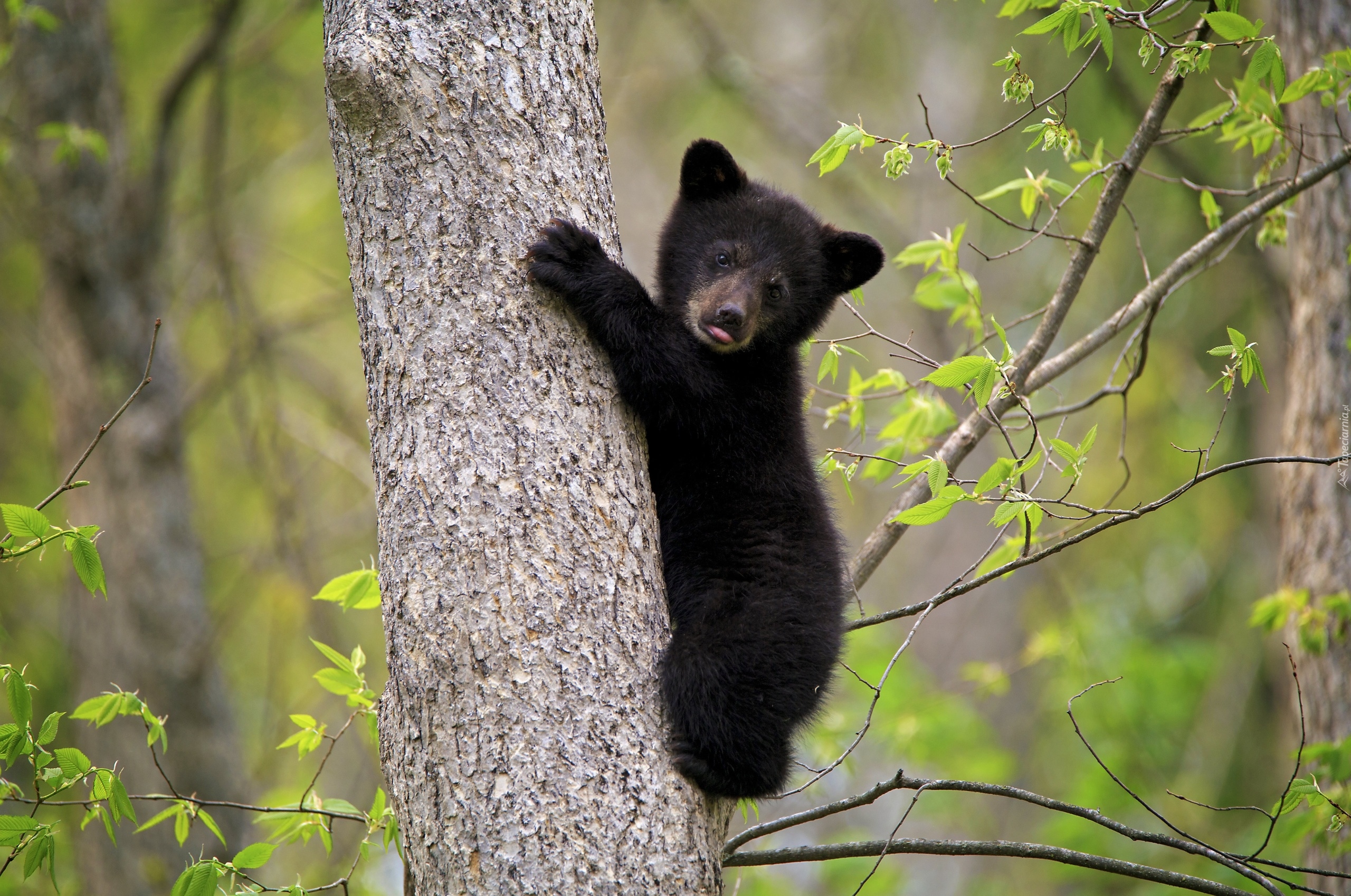 Młody, Niedźwiadek amerykański, Niedźwiedź czarny, Baribal, Drzewo, Las