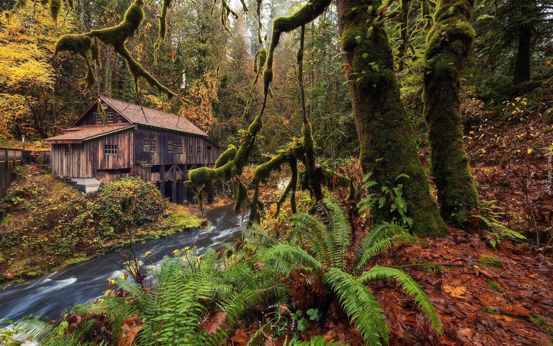 Jesień, Młyn, Cedar Creek Grist Mill, Rzeka, Omszałe, Drzewa, Paprocie, Woodland, Stan Waszyngton, Stany Zjednoczone