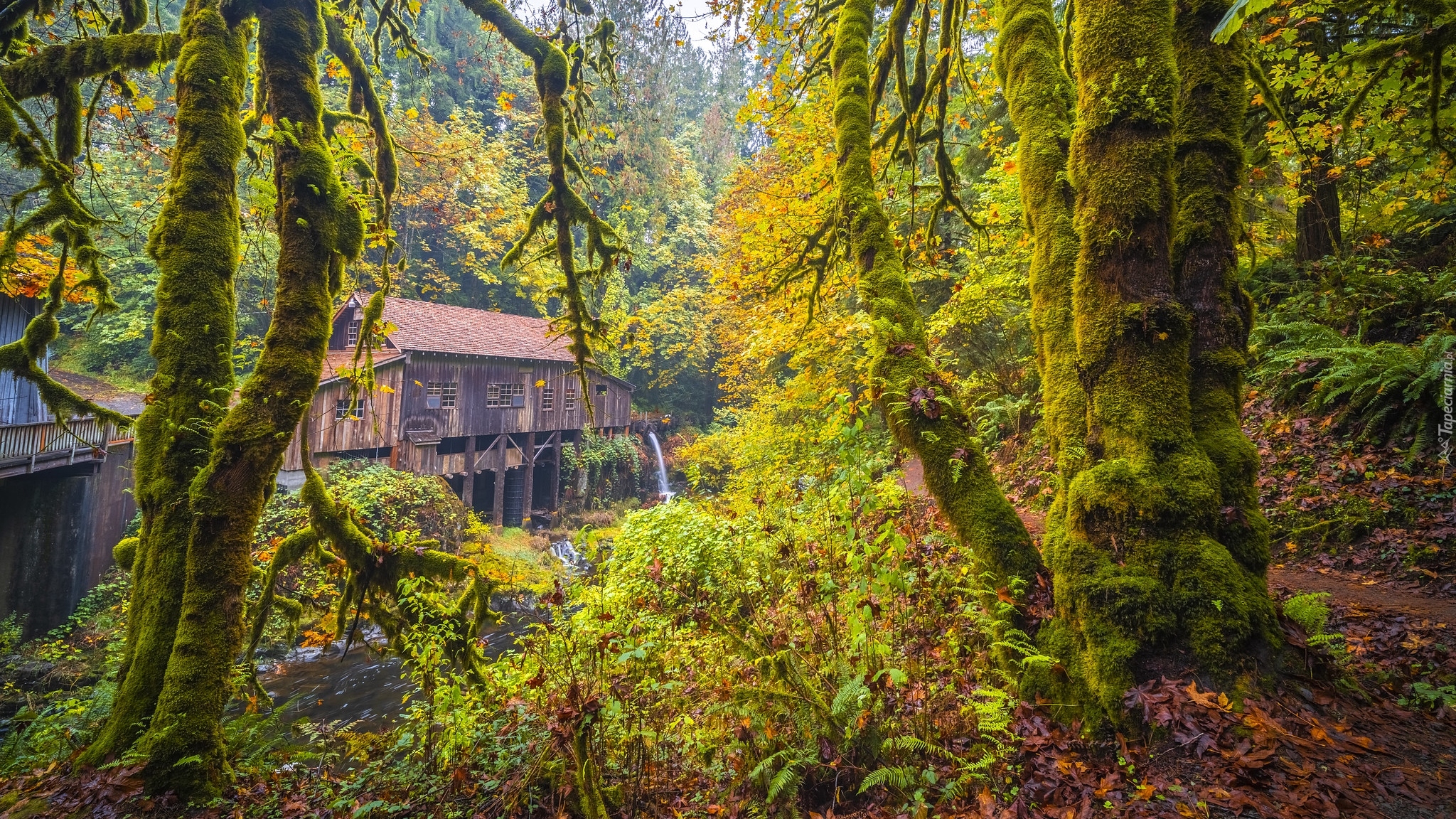 Jesień, Młyn, Cedar Creek Grist Mill, Rzeka, Drzewa, Las, Stan Waszyngton, Stany Zjednoczone