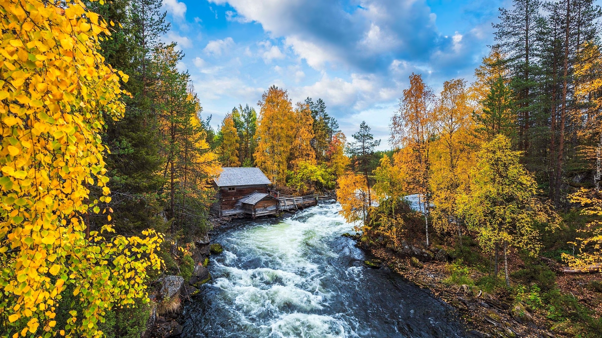 Jesień, Las, Pożółkłe, Drzewa, Rzeka, Młyn Myllykoski, Park Narodowy Oulanka, Gmina Kuusamo, Laponia, Finlandia