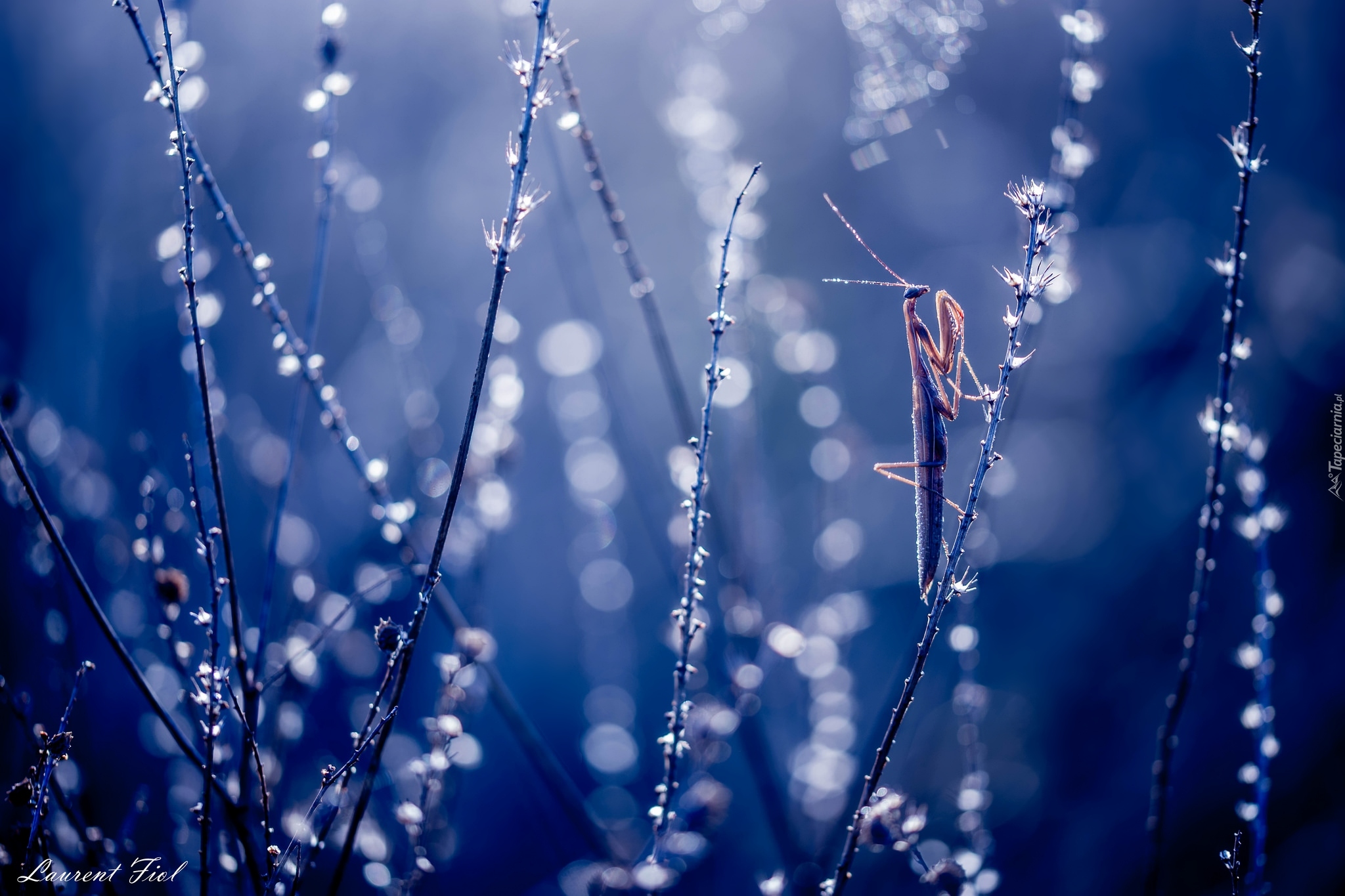 Modliszka, Źdźbła, Trawa, Bokeh