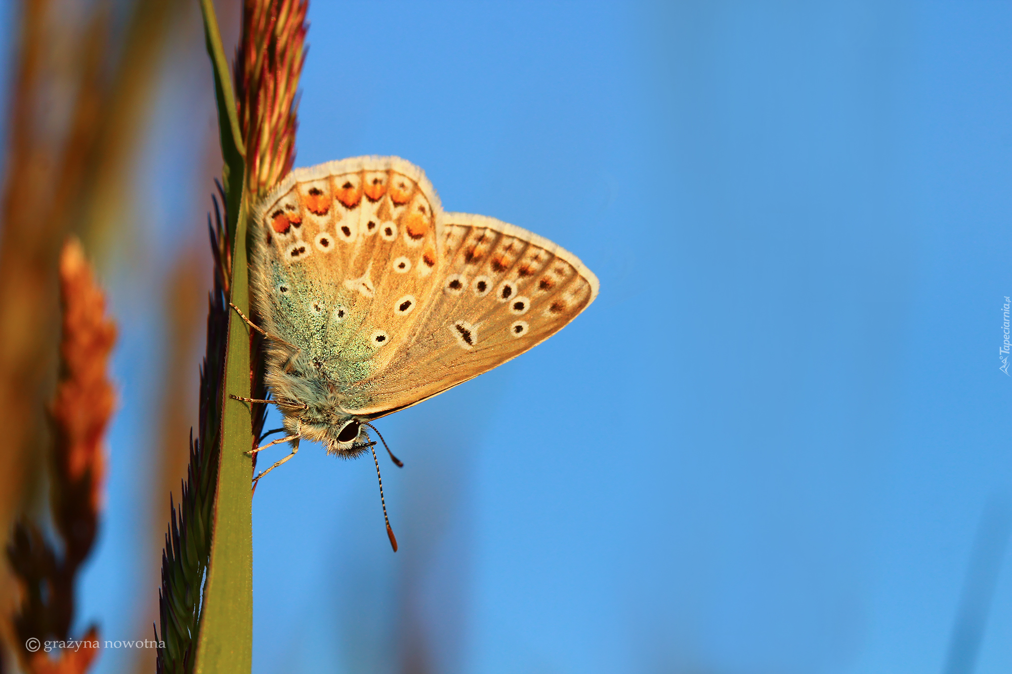 Motyl, Modraszek adonis