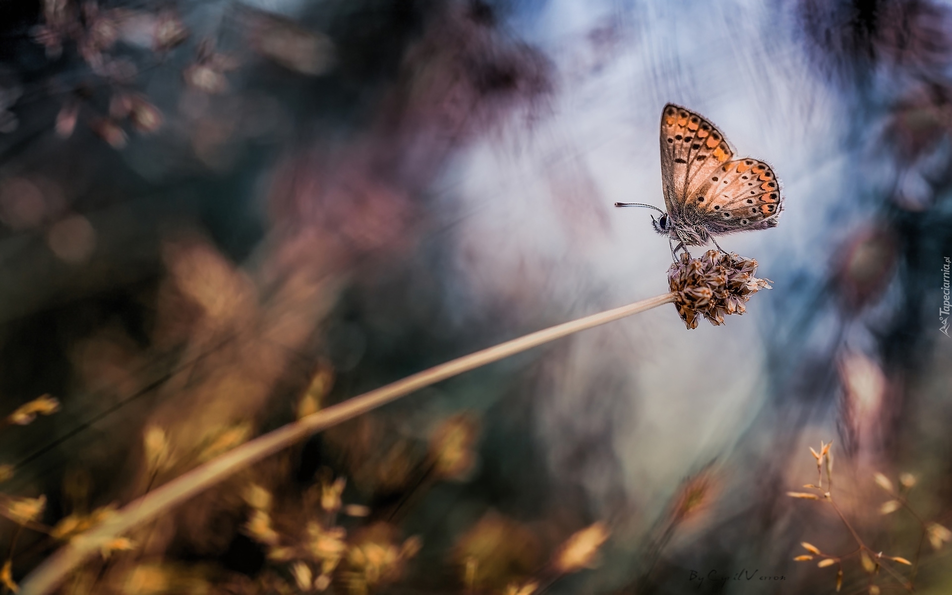 Motyl, Modraszek artakserkses, Źdźbło, Roślina, Trawa