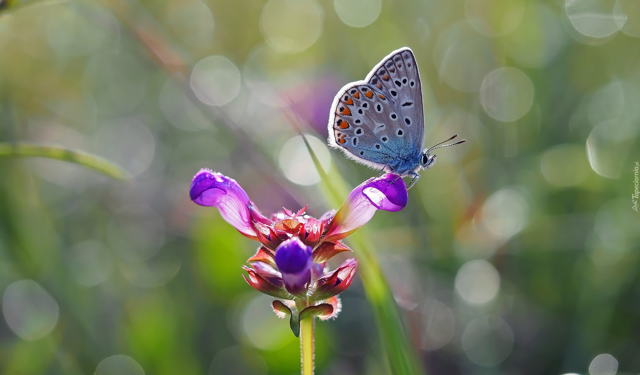 Motyl, Modraszek ikar, Fioletowy, Kwiat