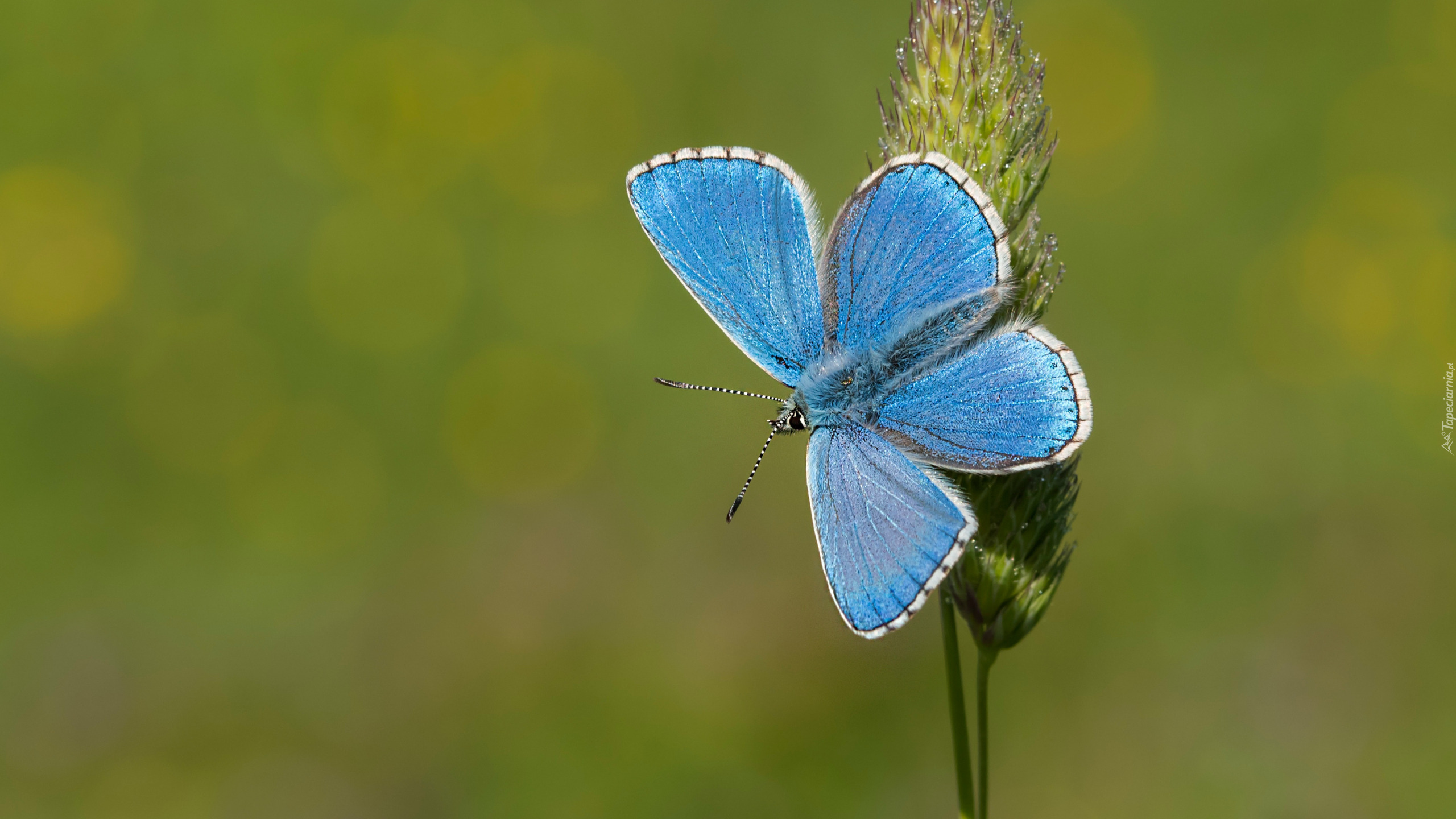 Motyl, Modraszek ikar, Źdźbło, Trawa, Zielone tło