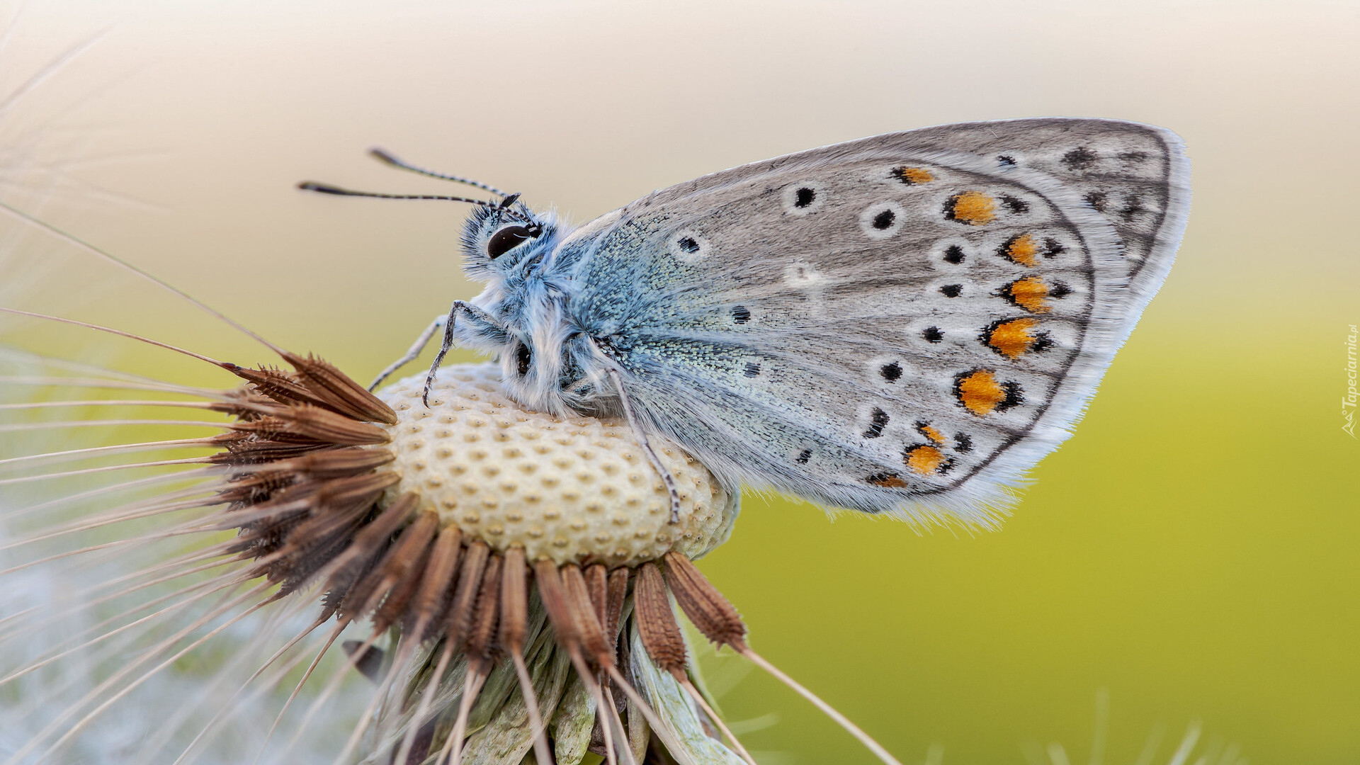 Modraszek ikar, Motyl, Dmuchawiec, Zbliżenie