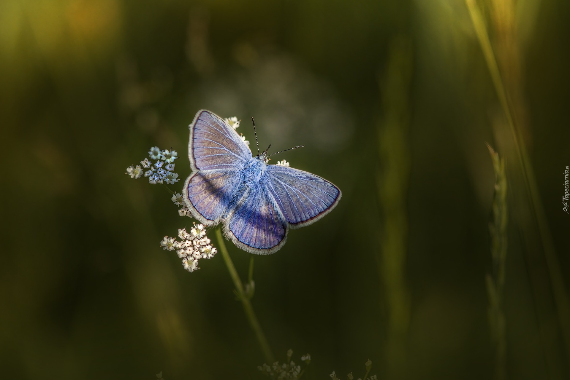 Motyl, Niebieski, Modraszek ikar