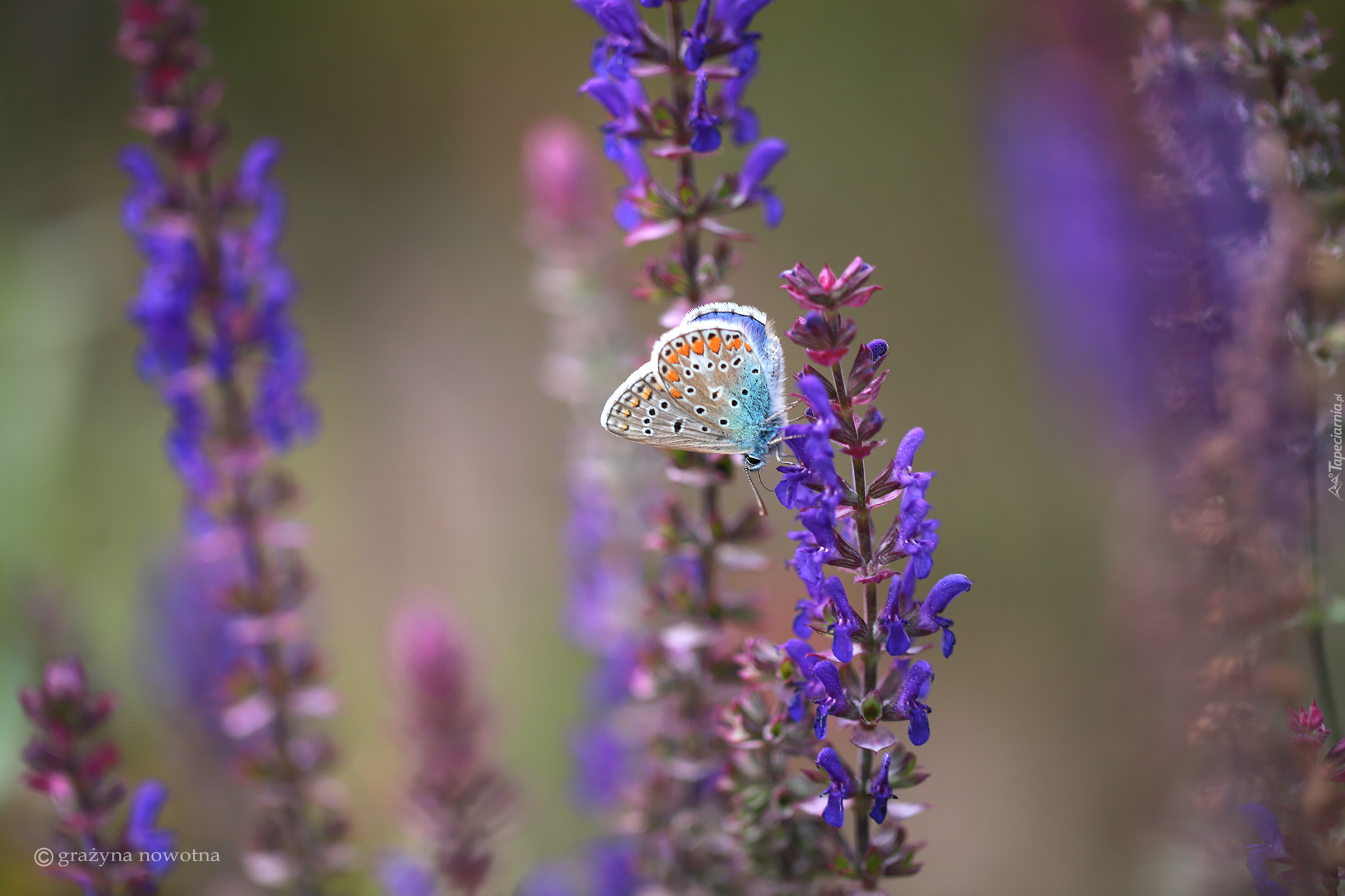 Modraszek ikar, Motyl, Fioletowe, Kwiaty