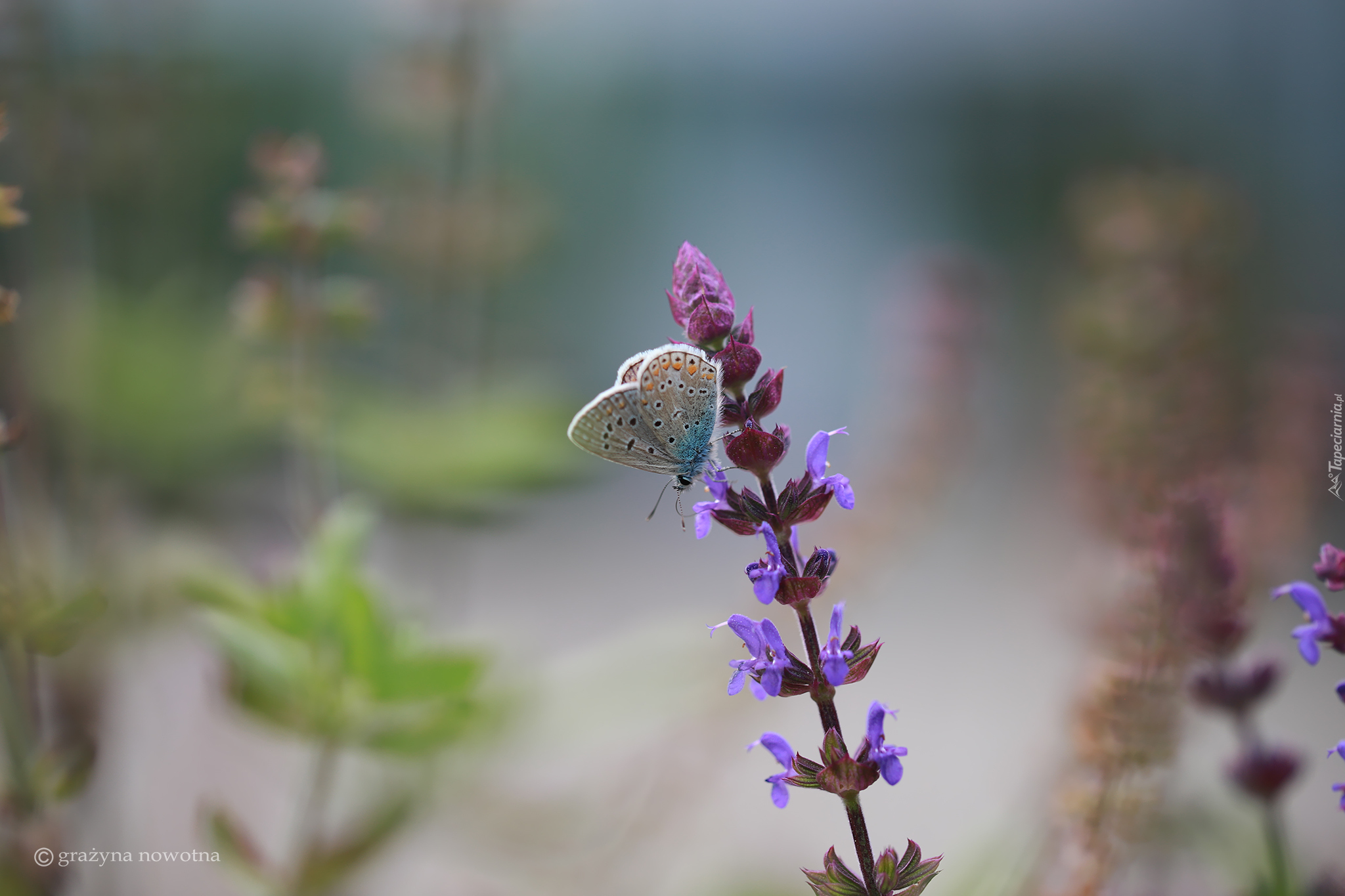 Motyl, Modraszek ikar, Owad, Kwiat