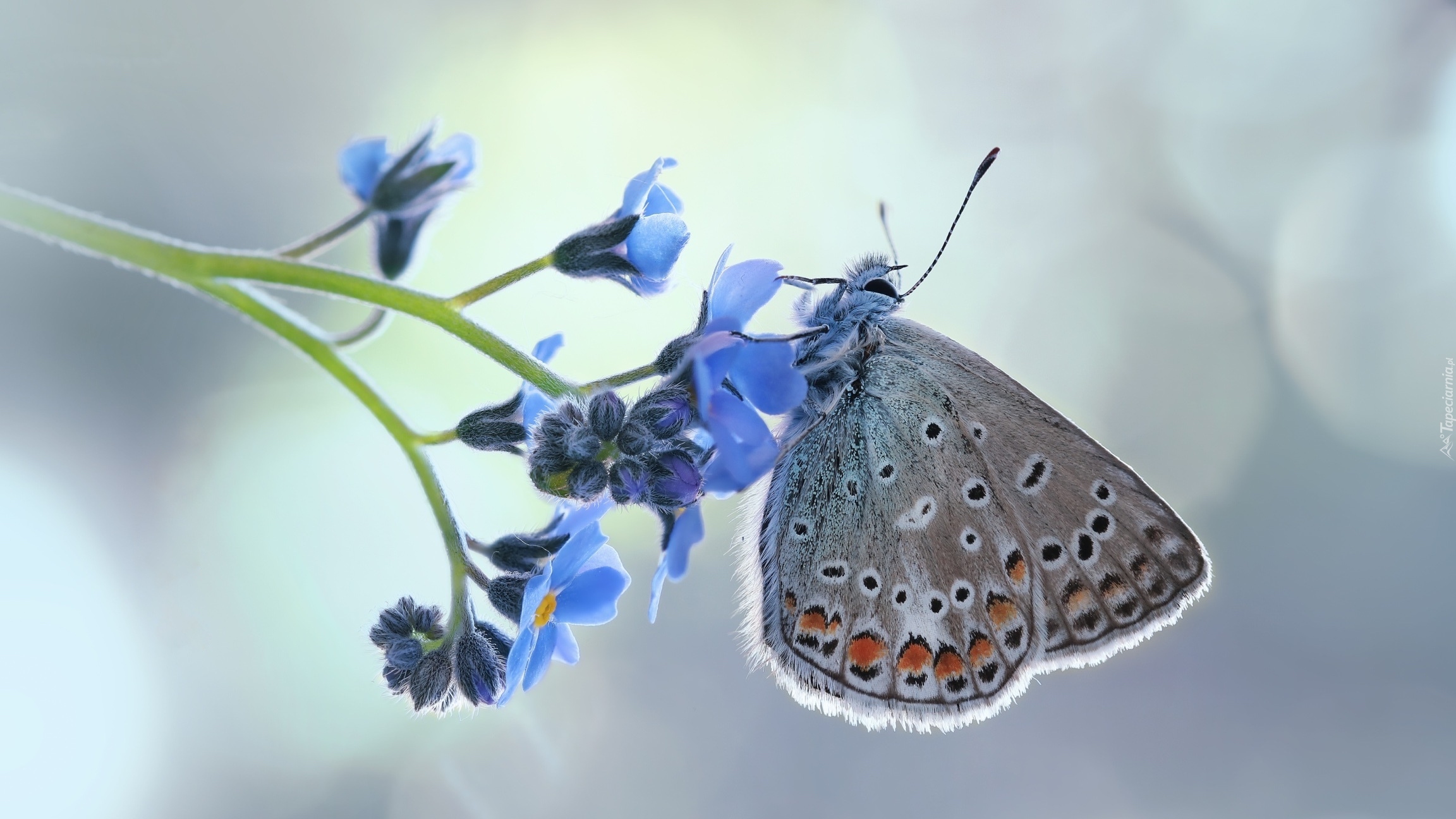 Motyl, Modraszek ikar, Kwiat, Niezapominajka, Makro