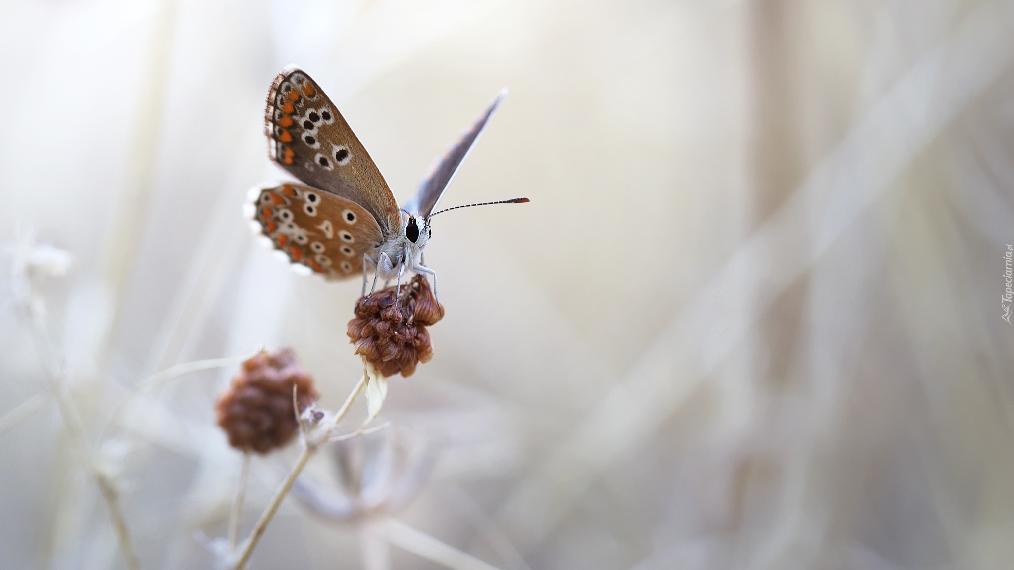 Motyl, Modraszek ikar, Roślina, Macro, Rozmyte, Tło