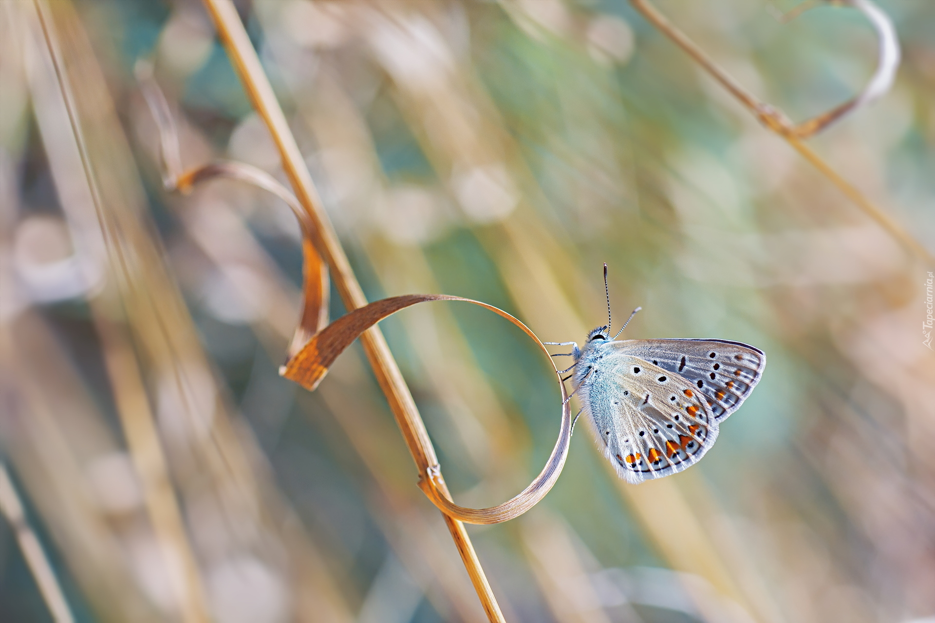 Motyl, Modraszek ikar, Trawa, Źdźbło